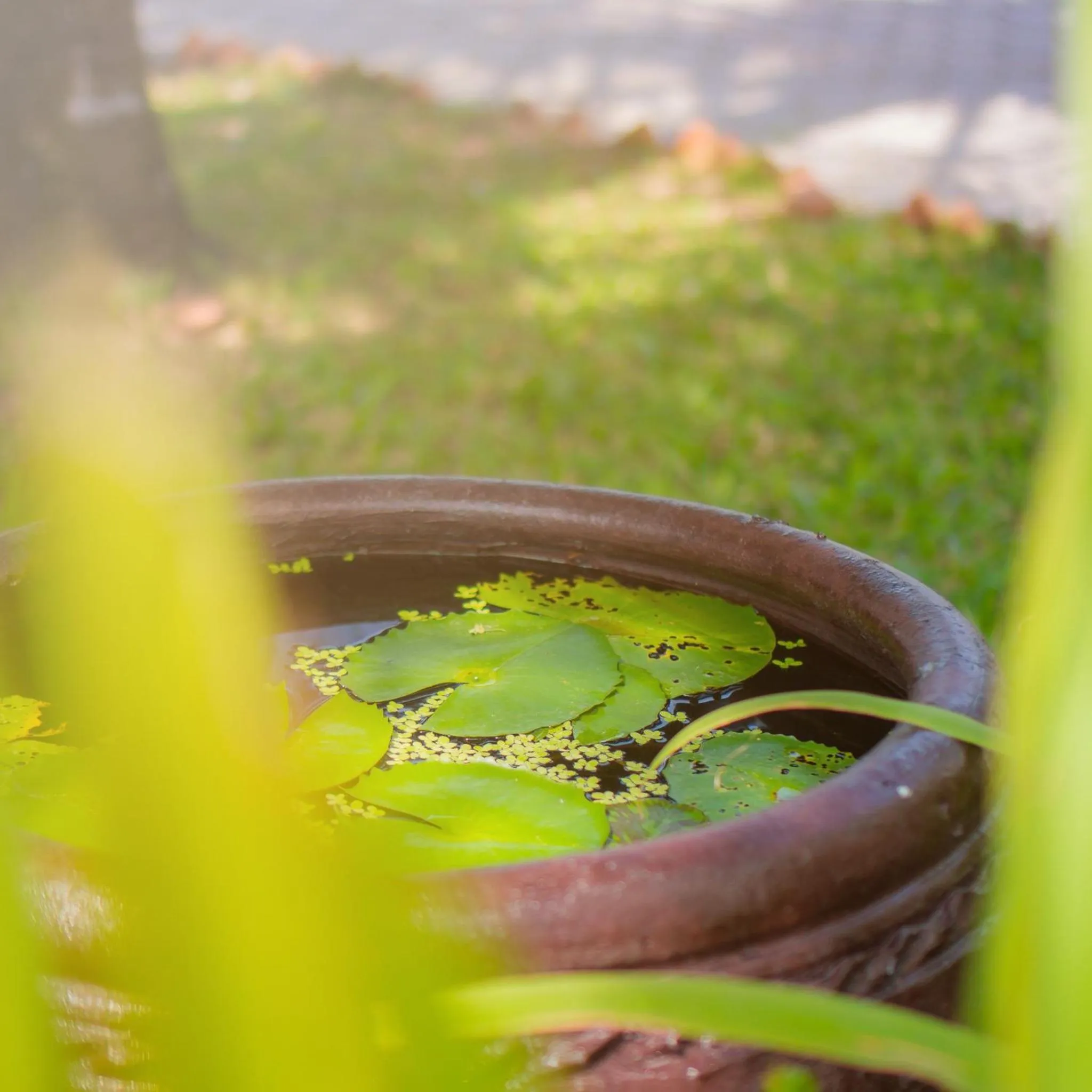 Natural landscape in Ben Tre Riverside Resort