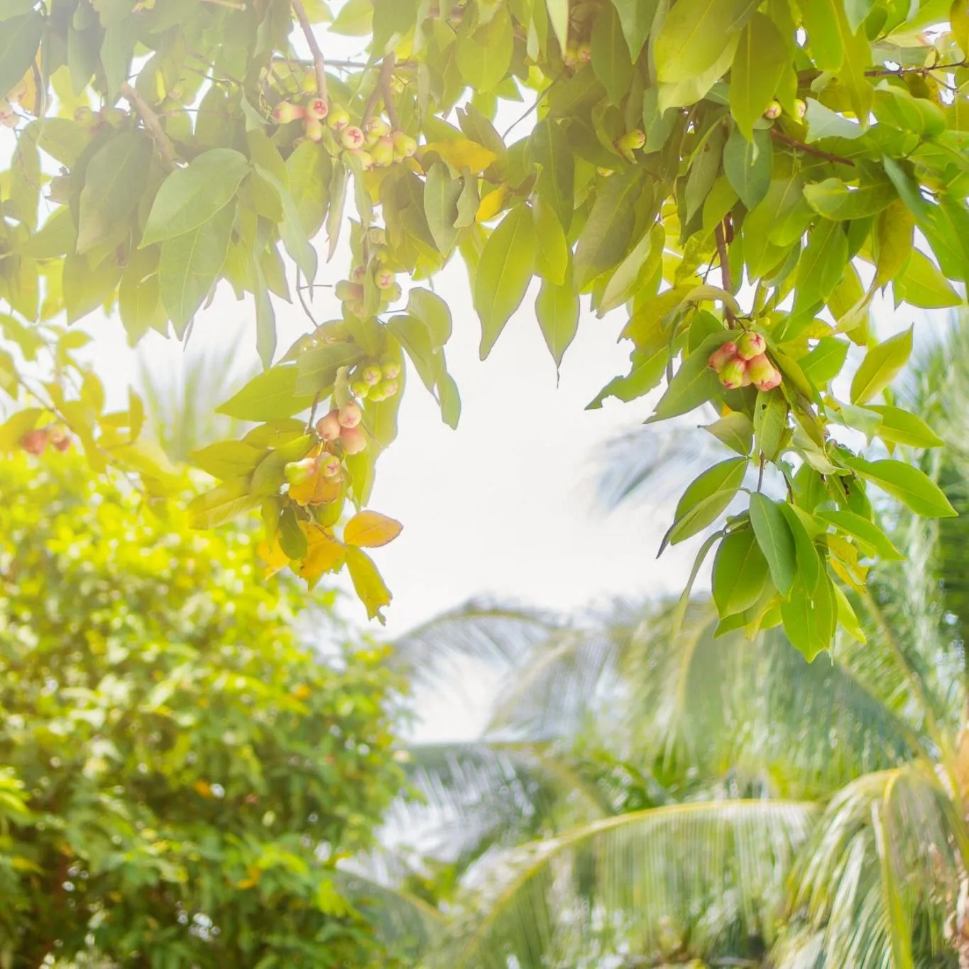 Garden in Ben Tre Riverside Resort