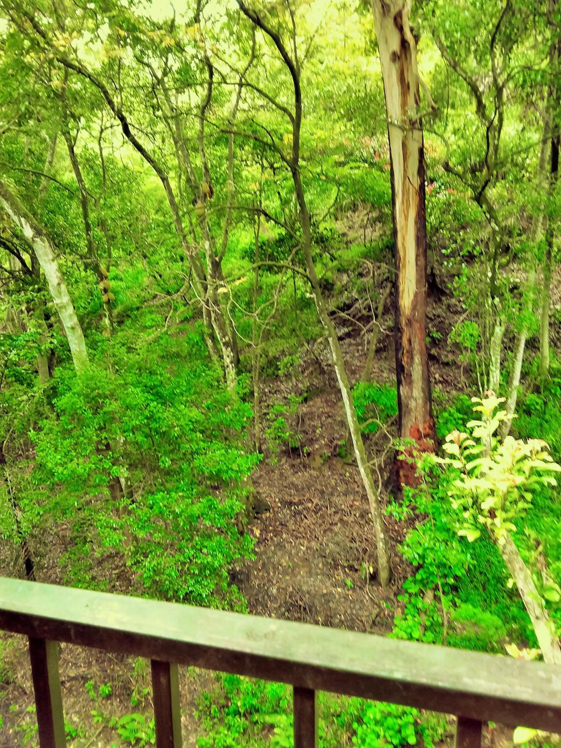 Day in Ella Green Cottages