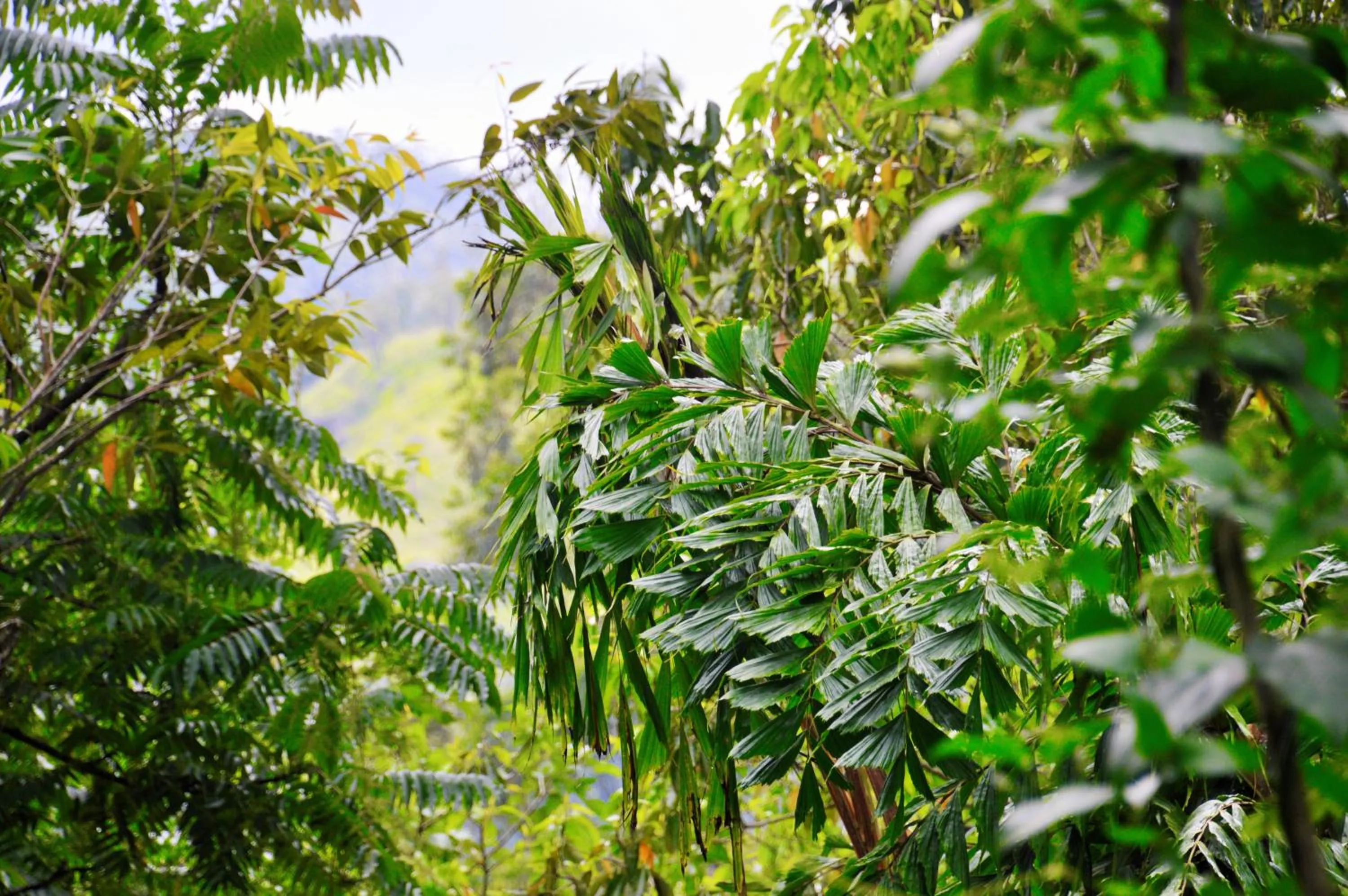 Natural landscape in Ella Green Cottages