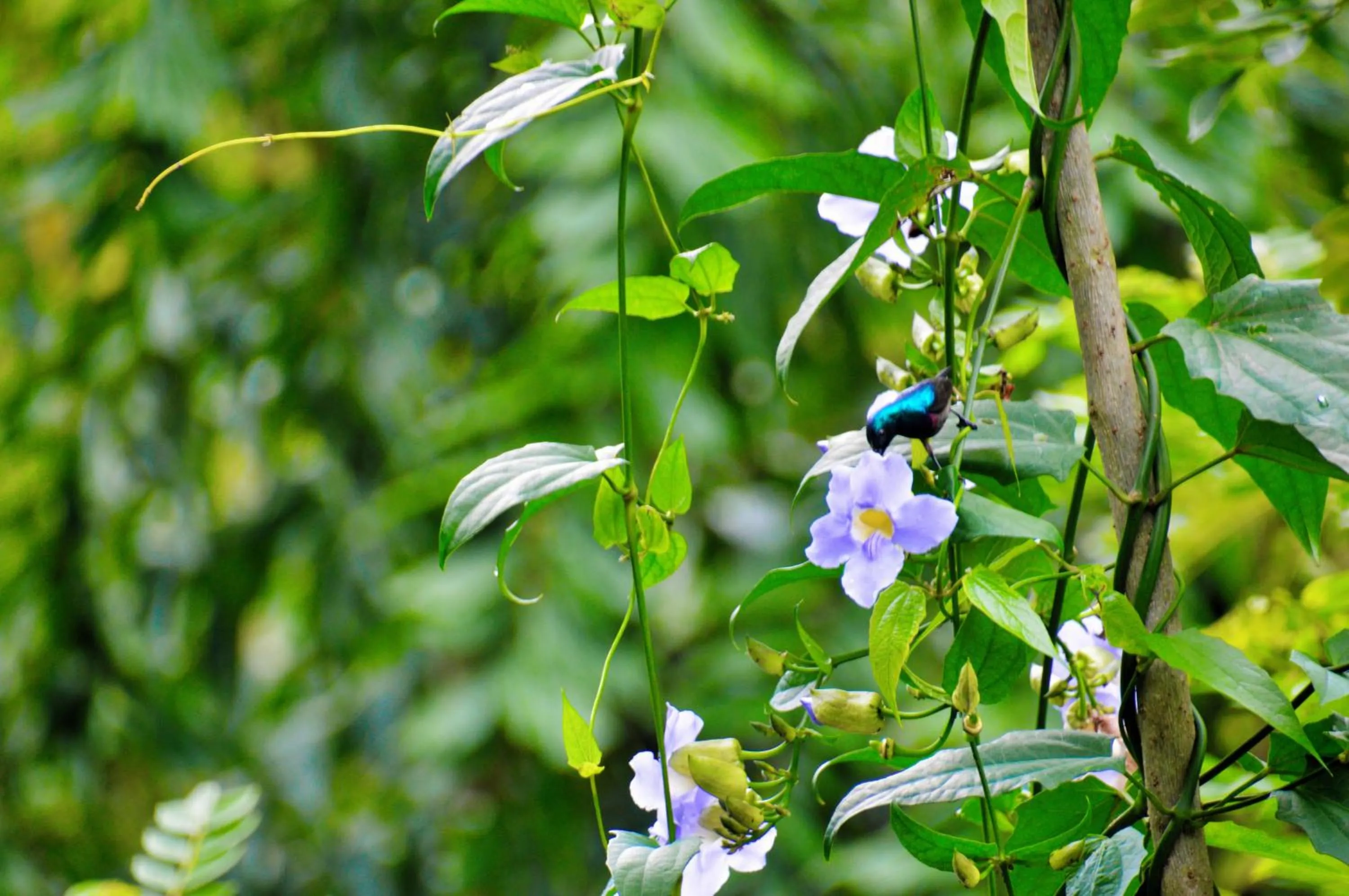 Garden in Ella Green Cottages