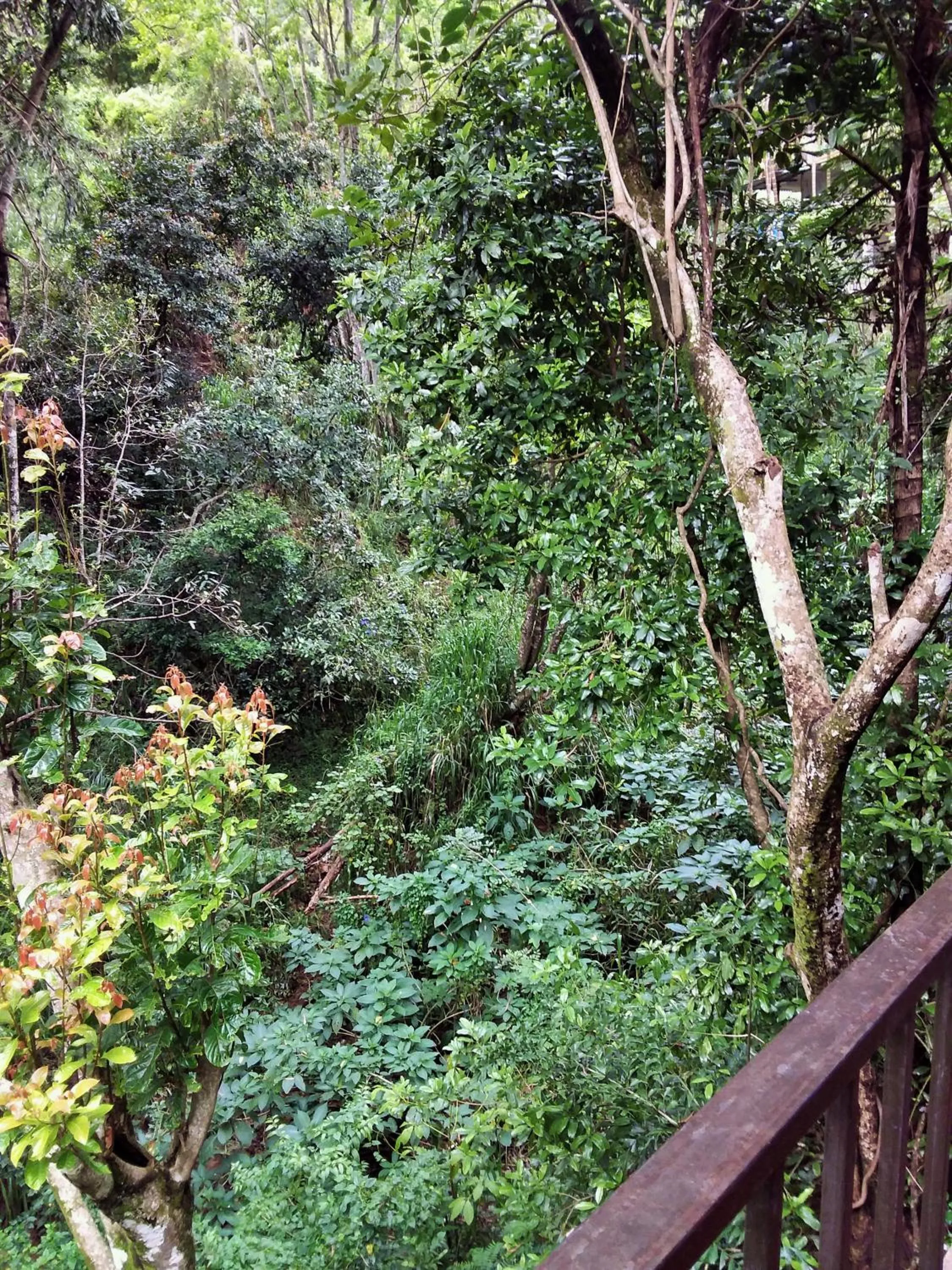 Day in Ella Green Cottages