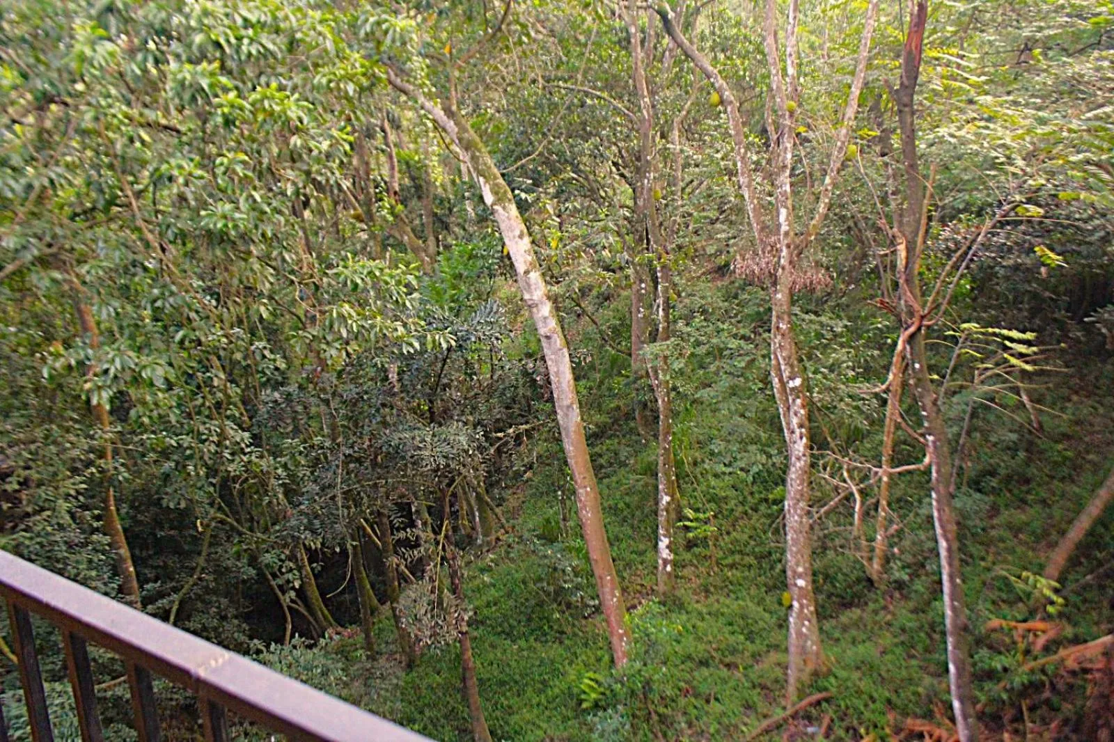 Garden view in Ella Green Cottages