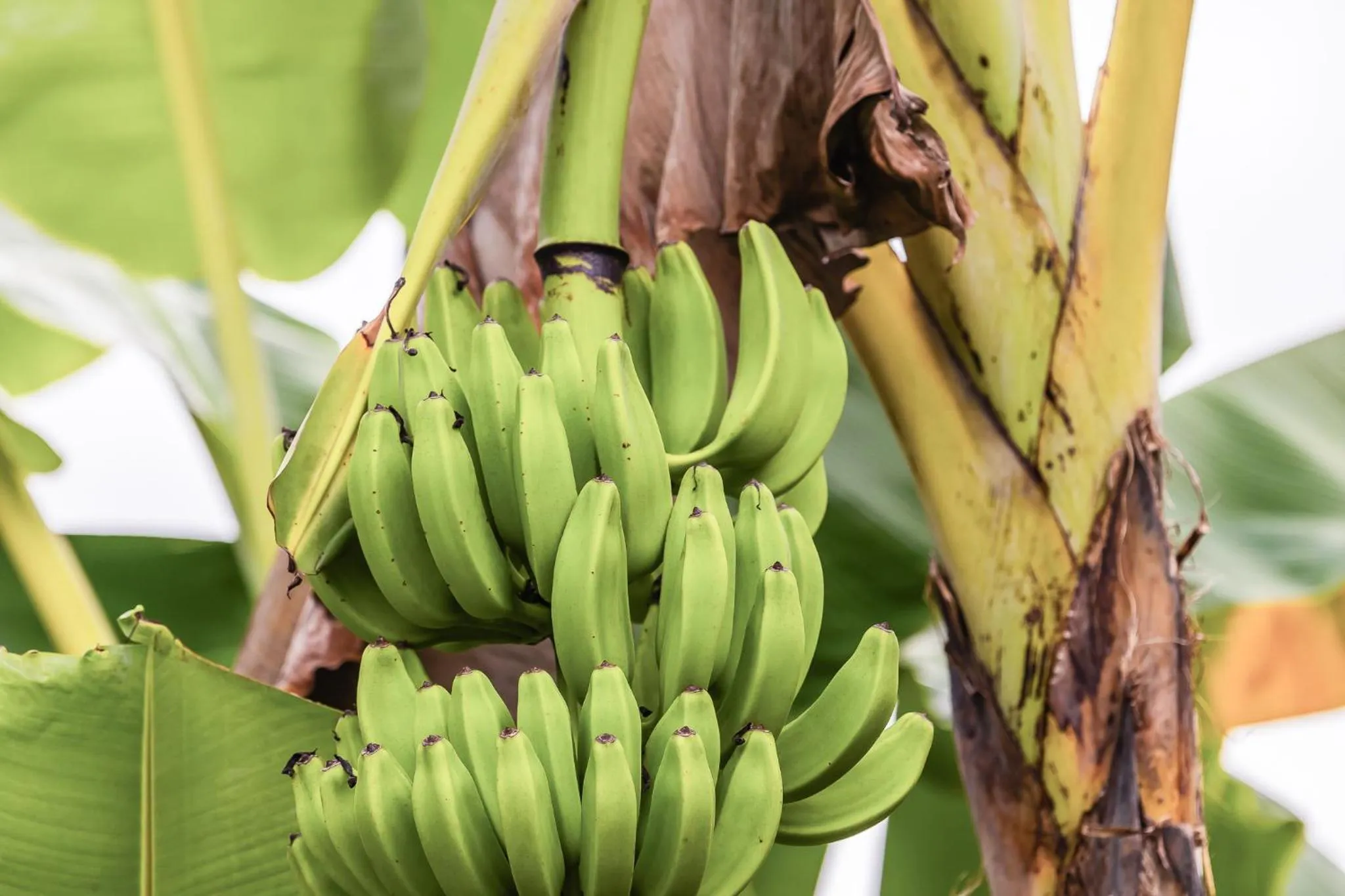 Garden in Les Voiles Blanches - Luxury Lodge