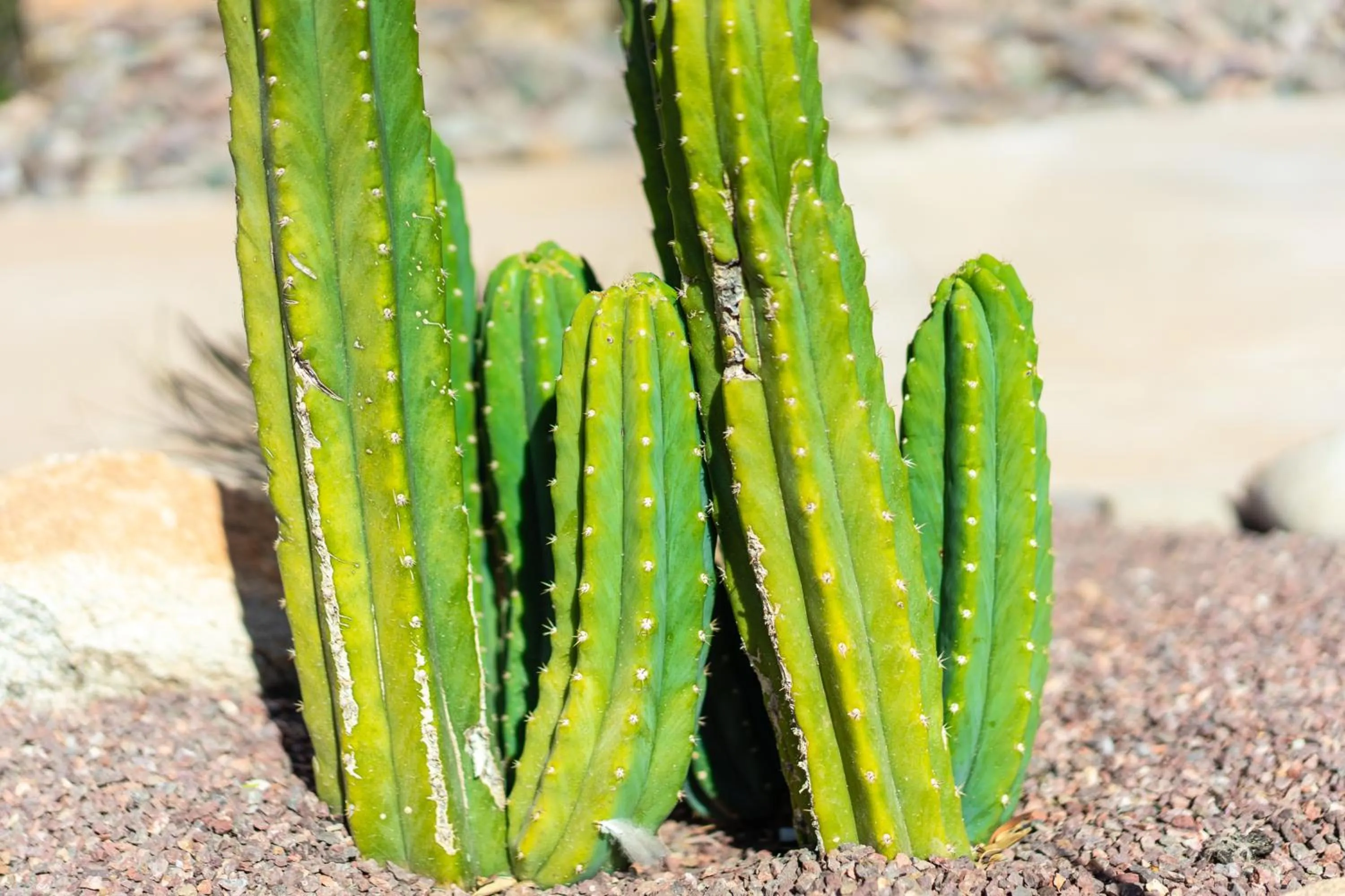 Garden in Clarion Inn