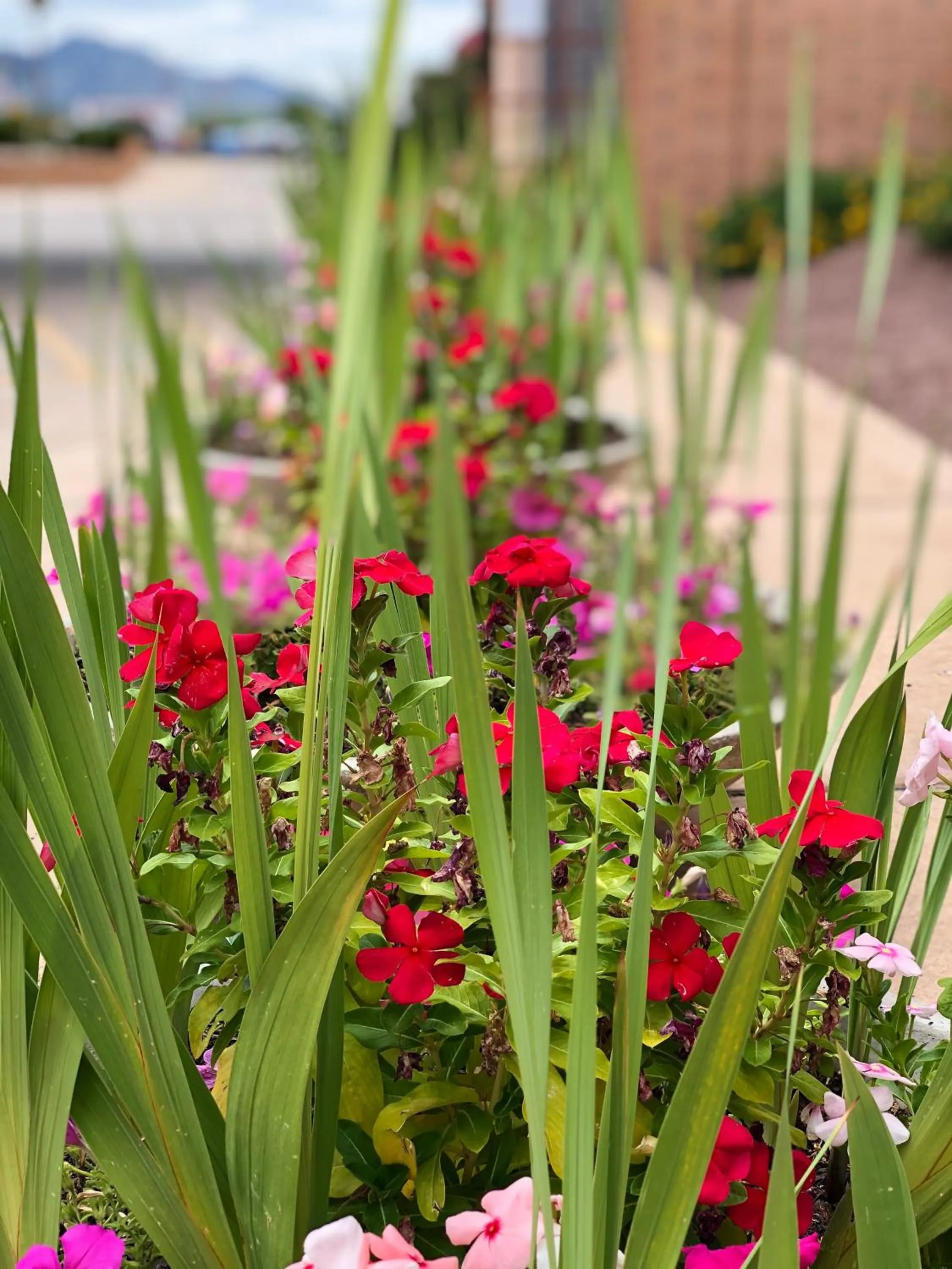 Garden in Clarion Inn