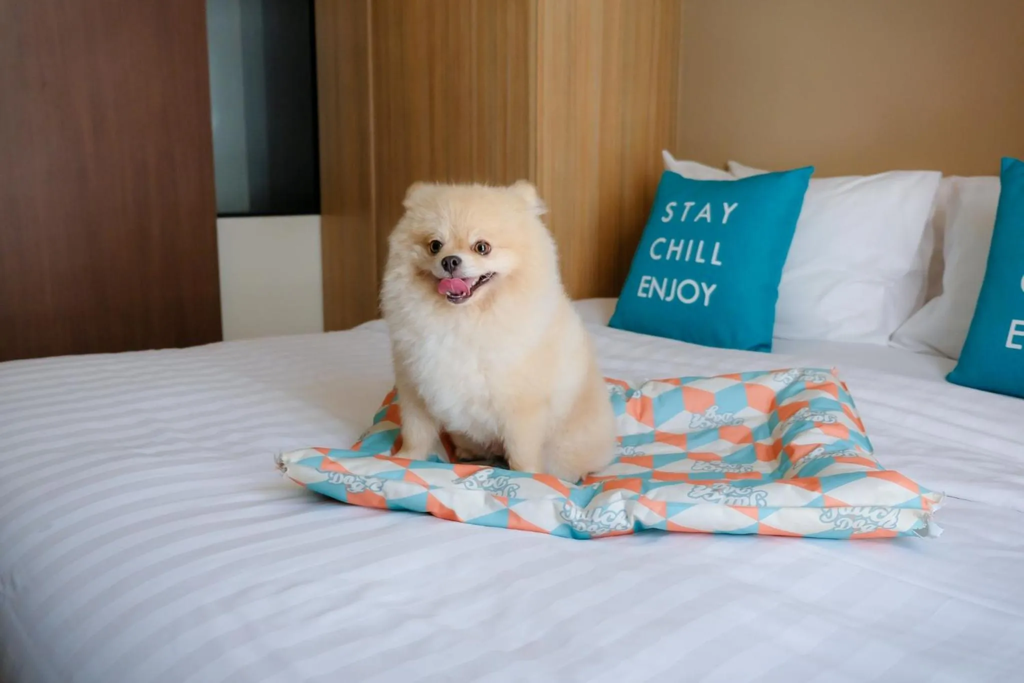 Pets, Bed in Cross Vibe Chiang Mai Decem Nimman Hotel