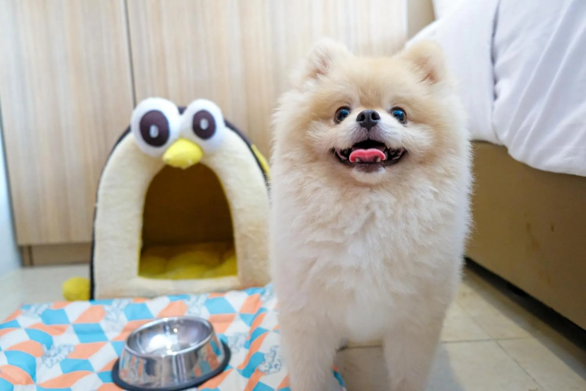 Animals in Cross Vibe Chiang Mai Decem Nimman Hotel