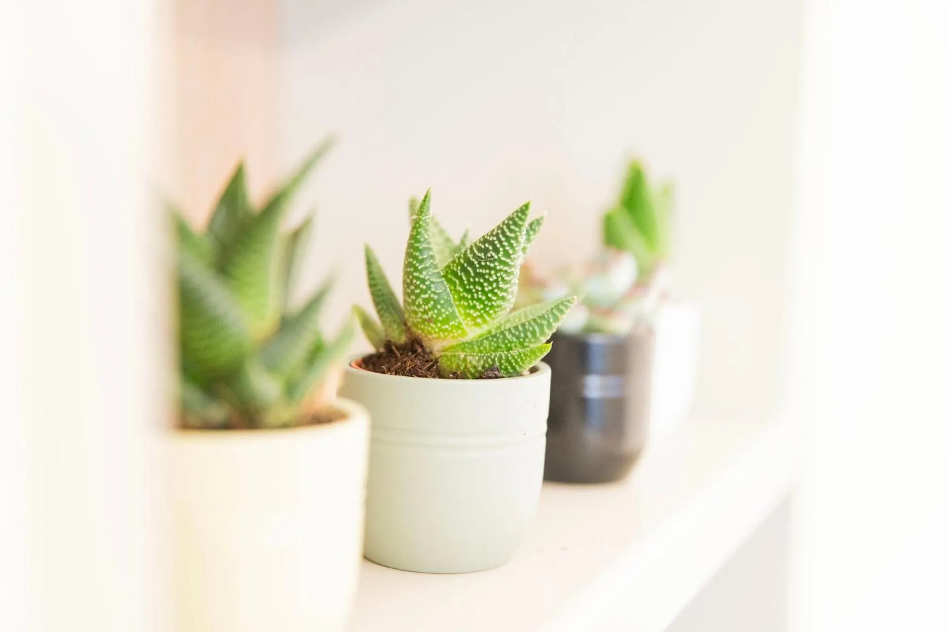 imperium suite trevi