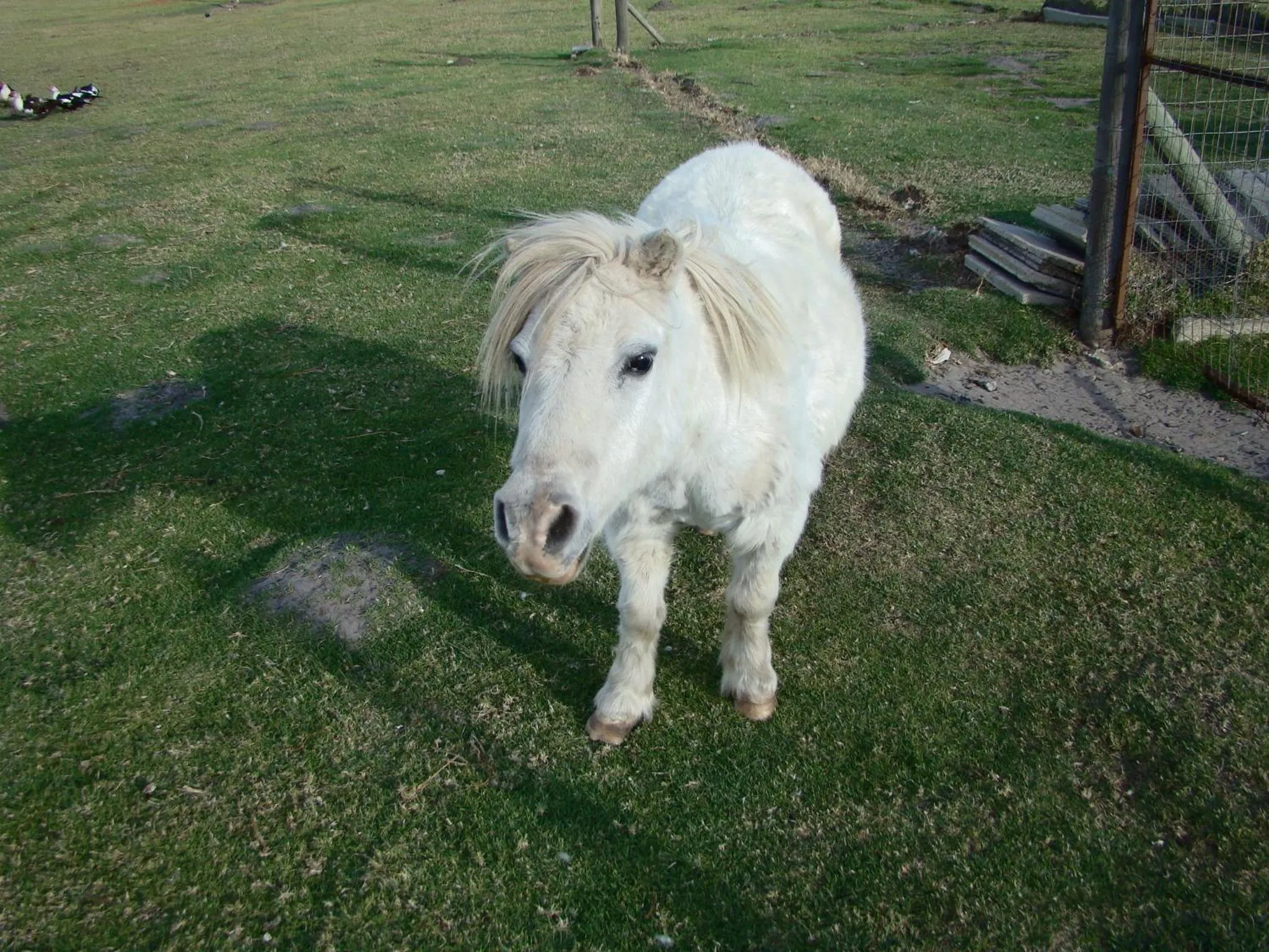 Animals in Mentors Country Estate