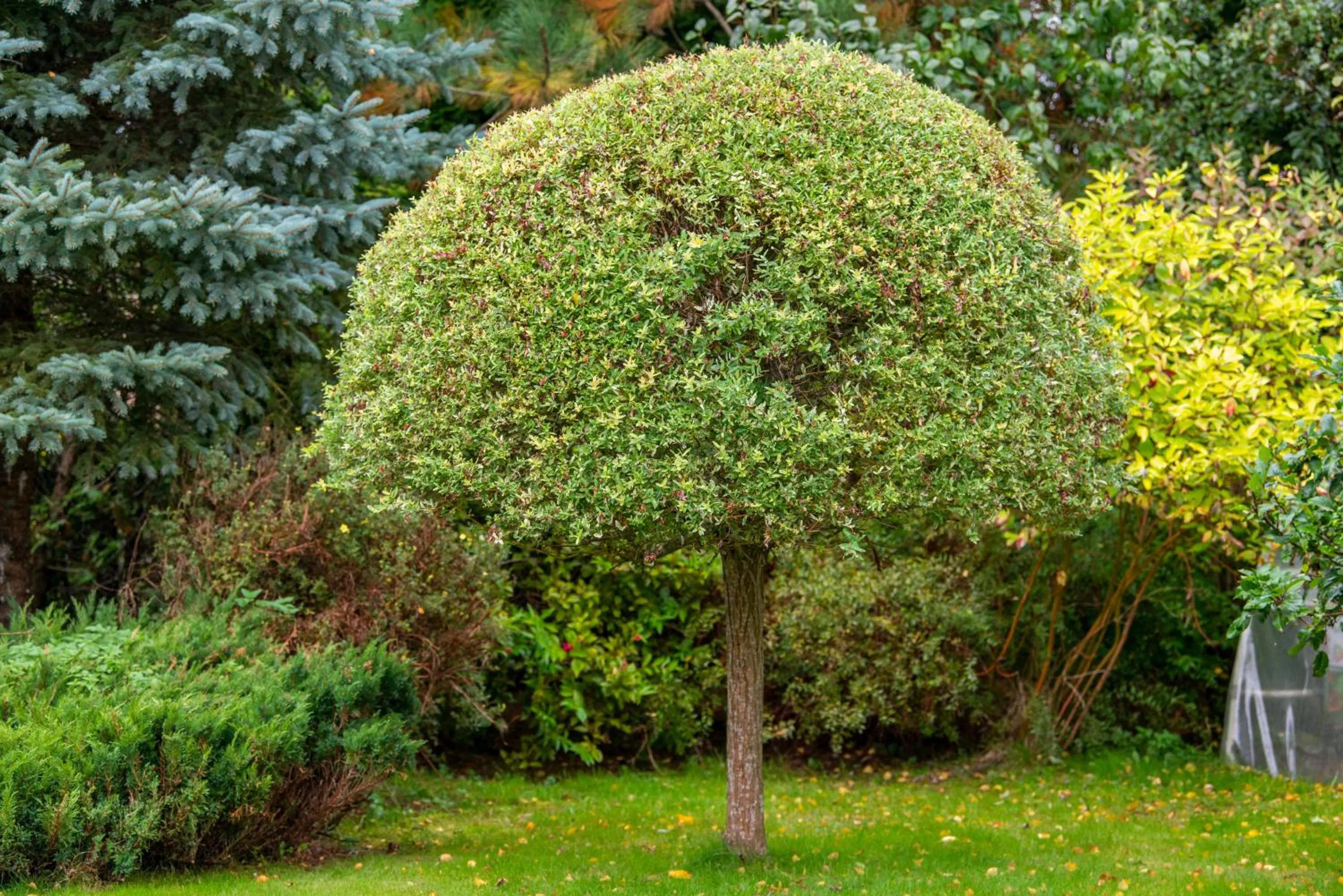 Garden in Willa Polanka