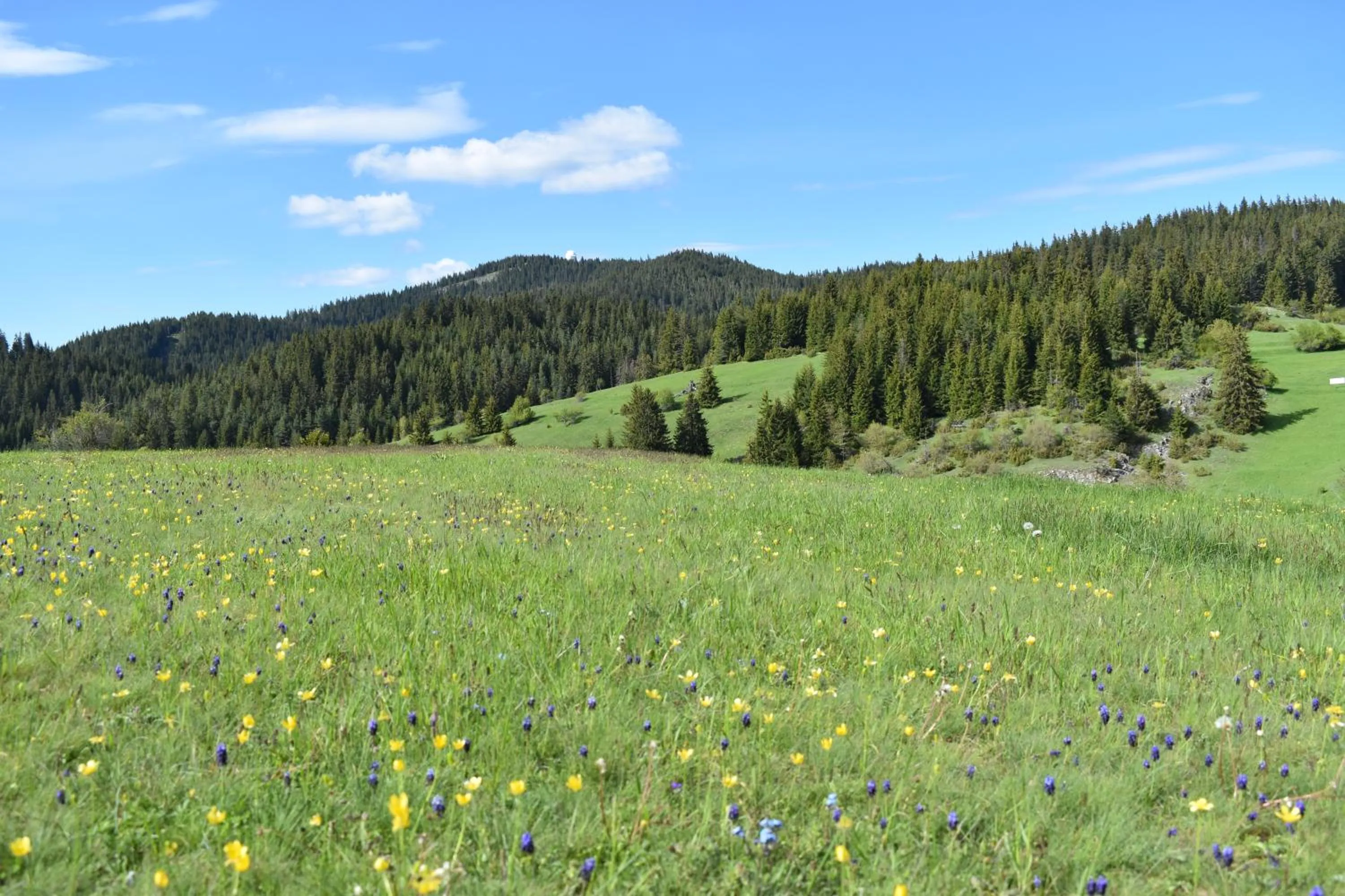 Natural landscape in Hotel Coop Rozhen