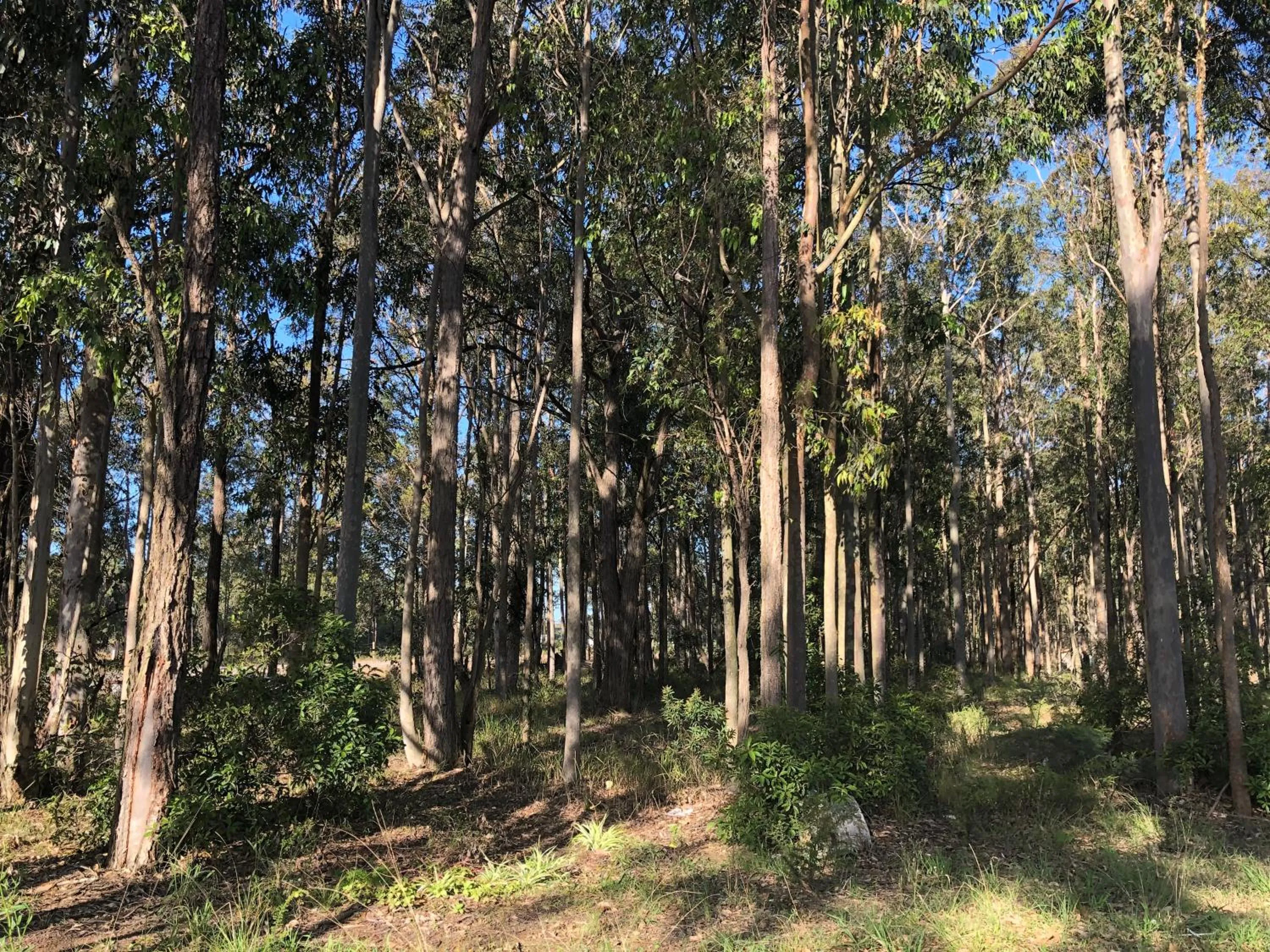 Natural landscape in Australian Motor Home Tourist Park Twelve Mile Creek
