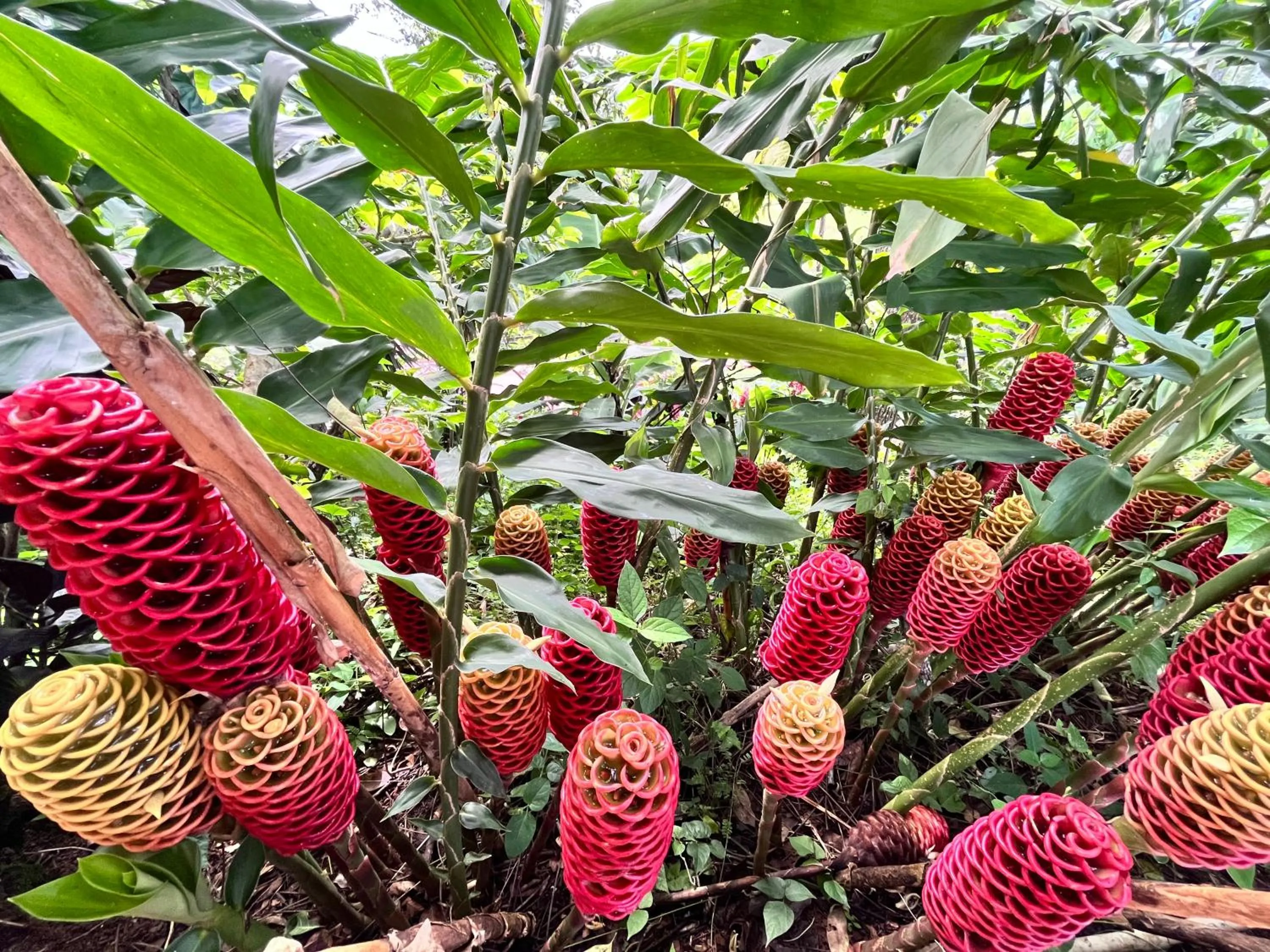 Hotel Villas de la Colina