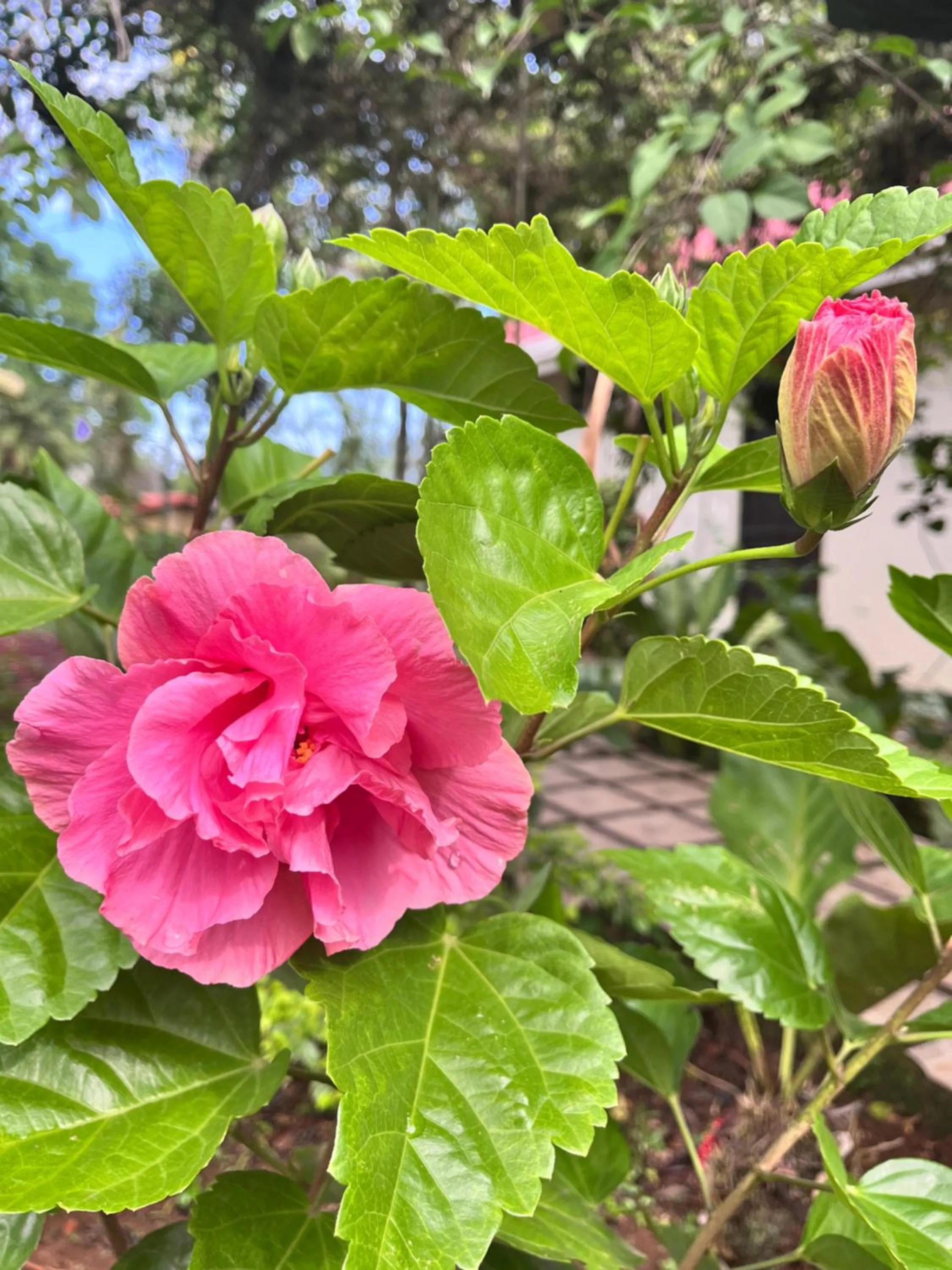 Hotel Villas de la Colina