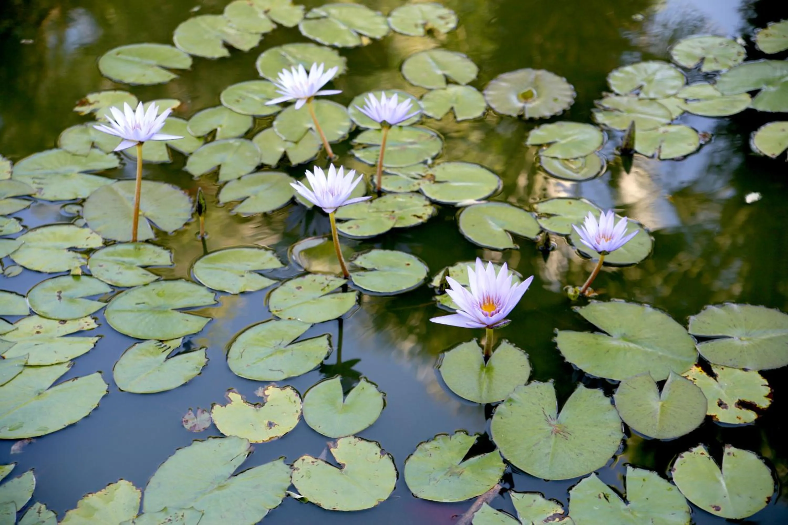 Garden in Hotel Emblemático Casa Casilda