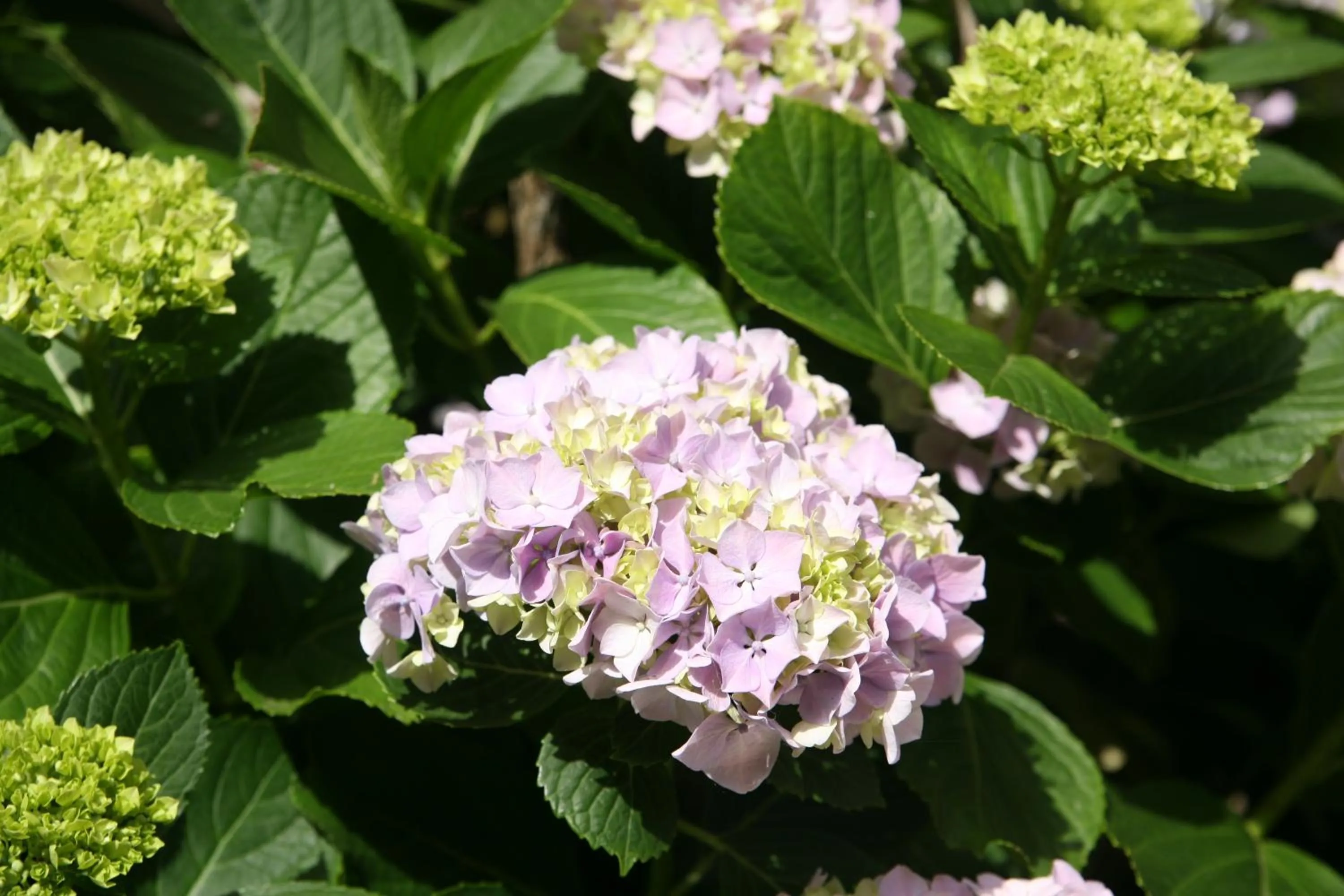 Garden in Hotel Emblemático Casa Casilda