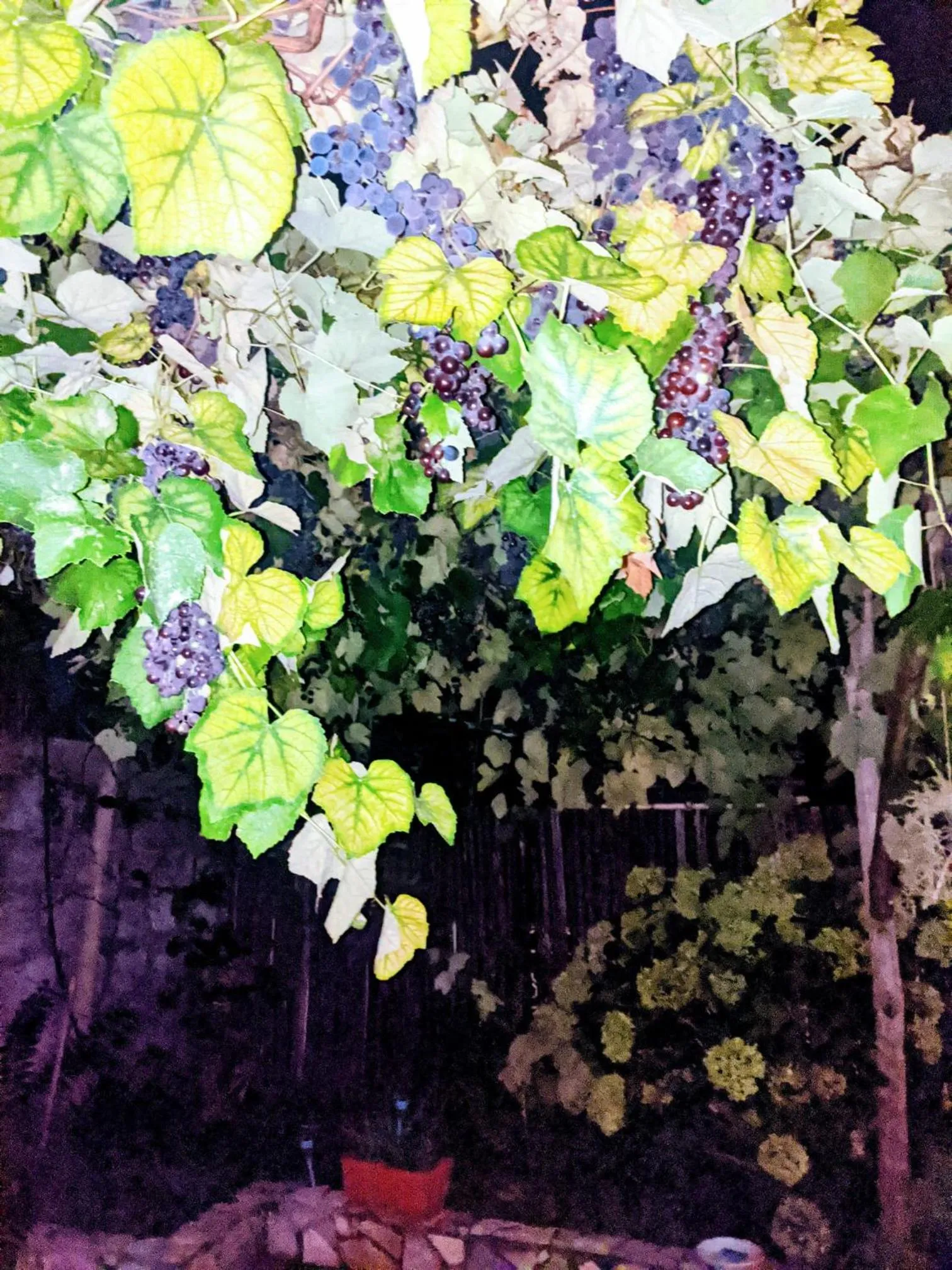 Garden in Villa Giovanna