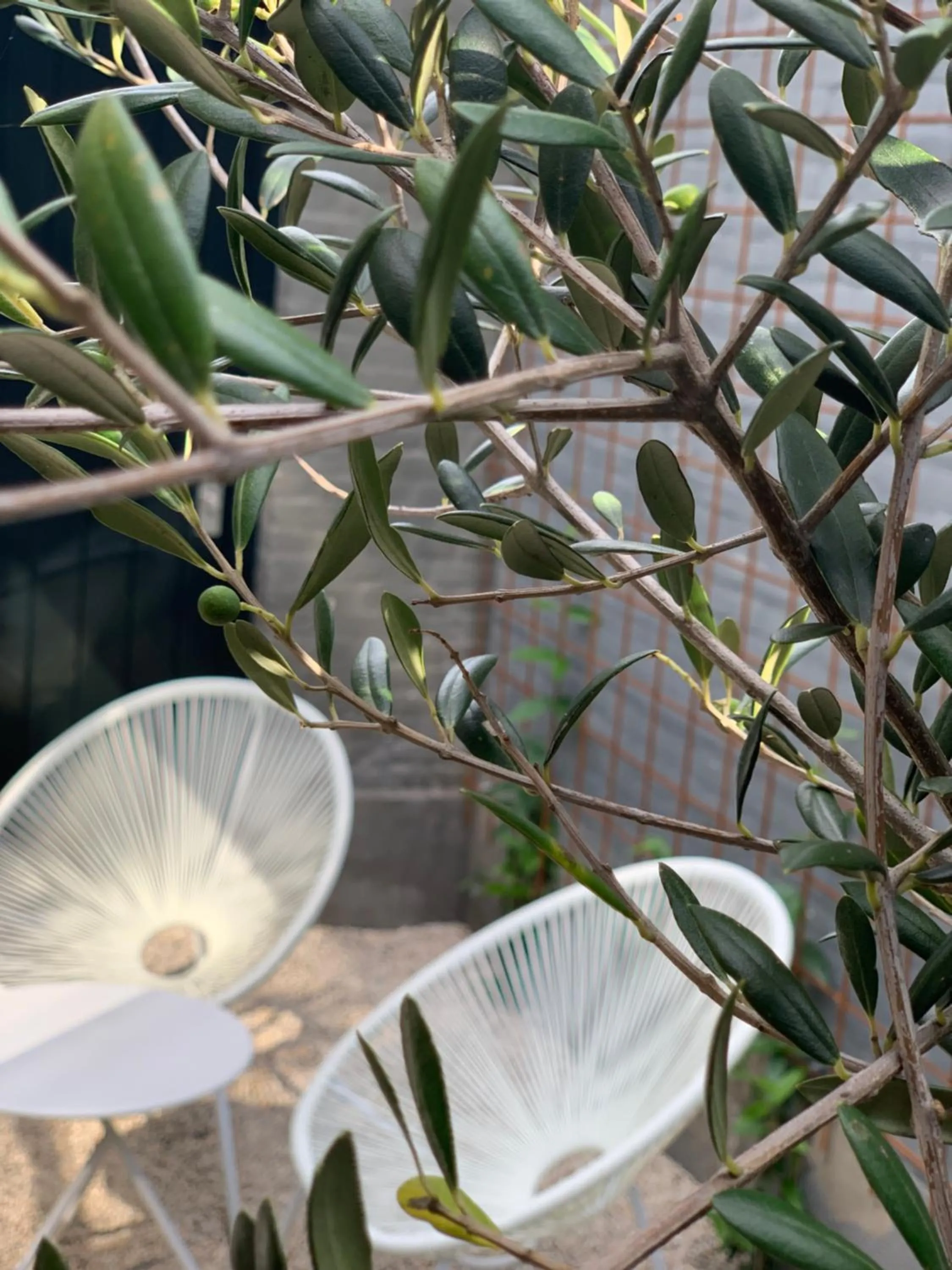 Patio in Bed & Breakfast Karakter