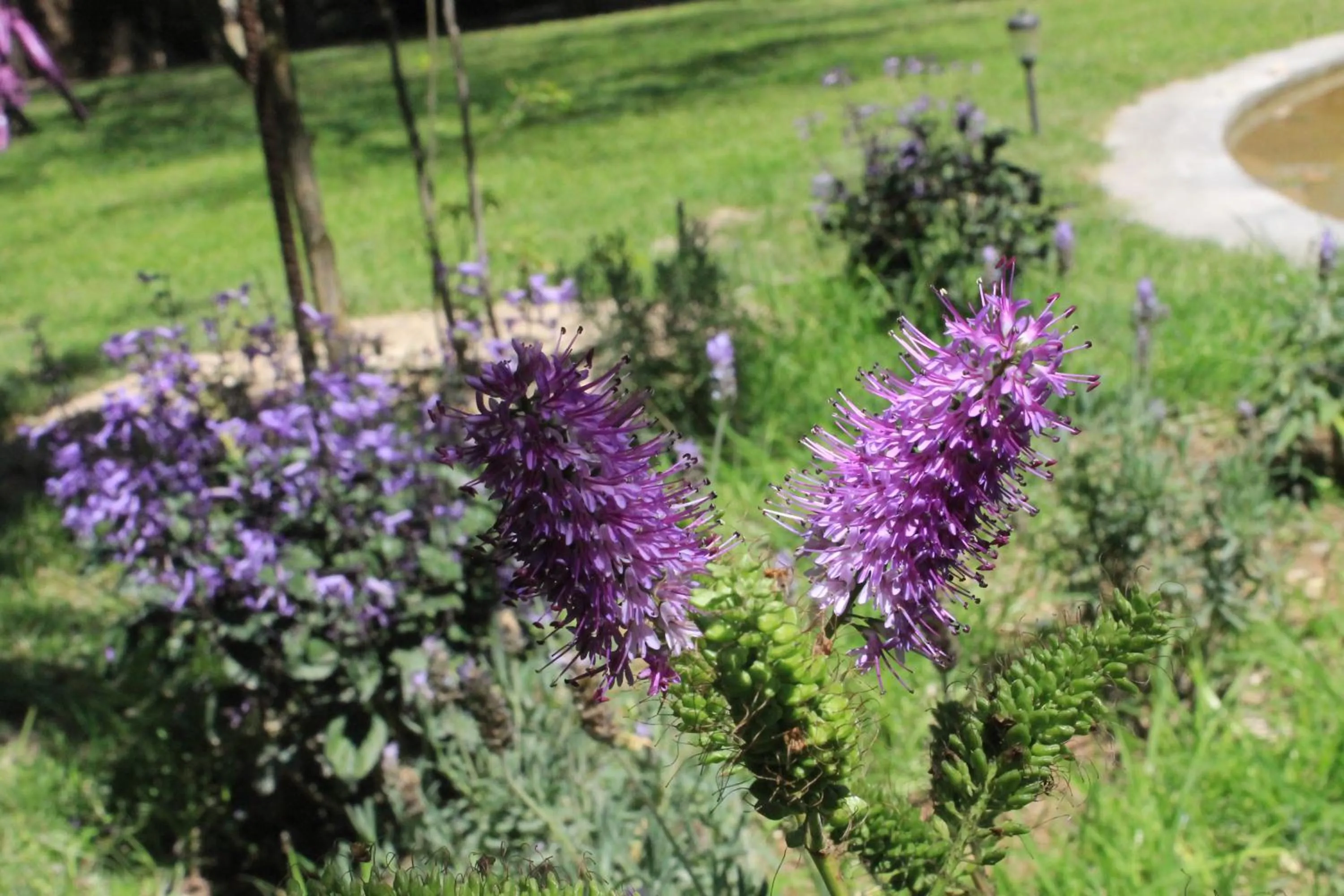Garden in Lila Hotel
