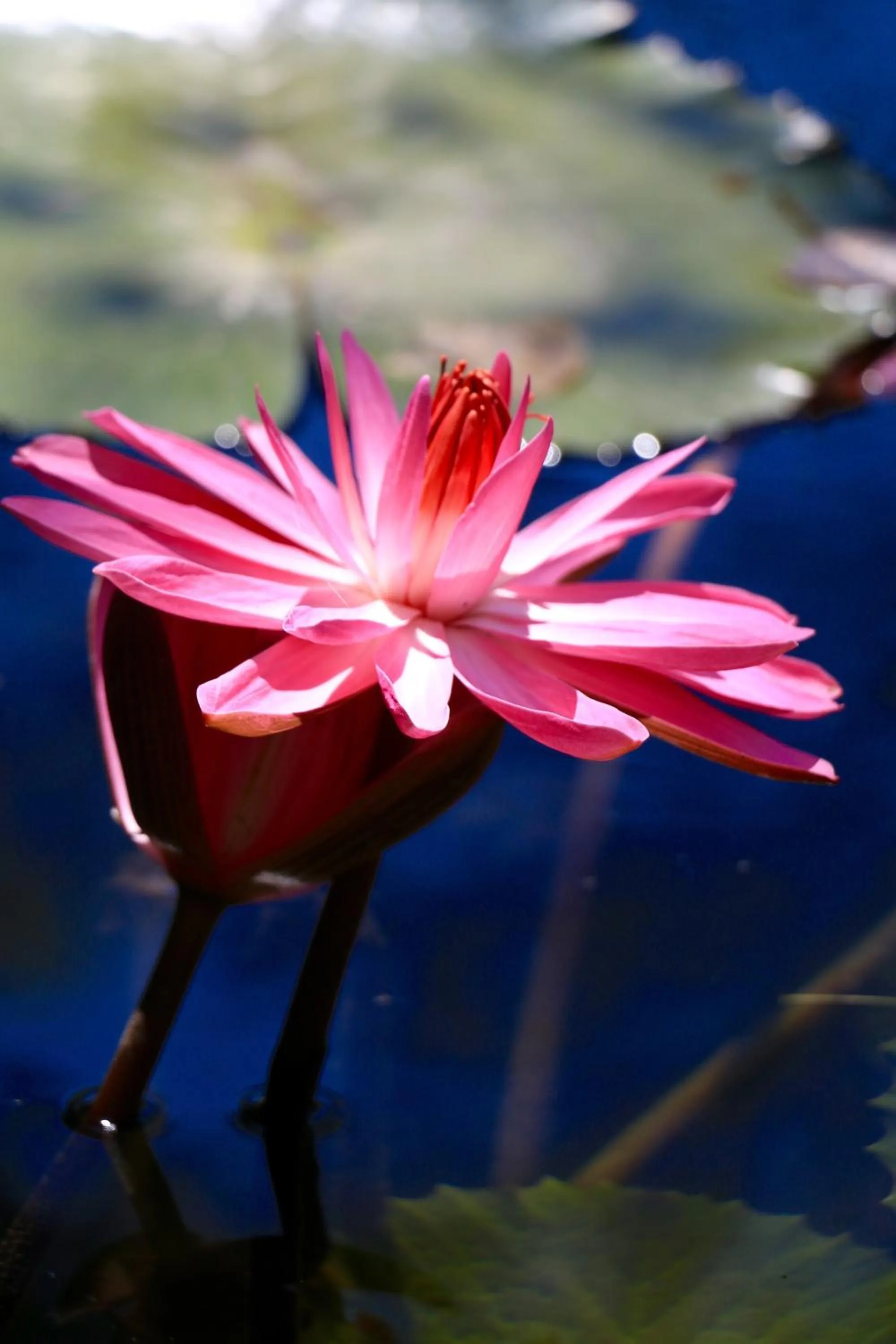 Garden in Lila Hotel