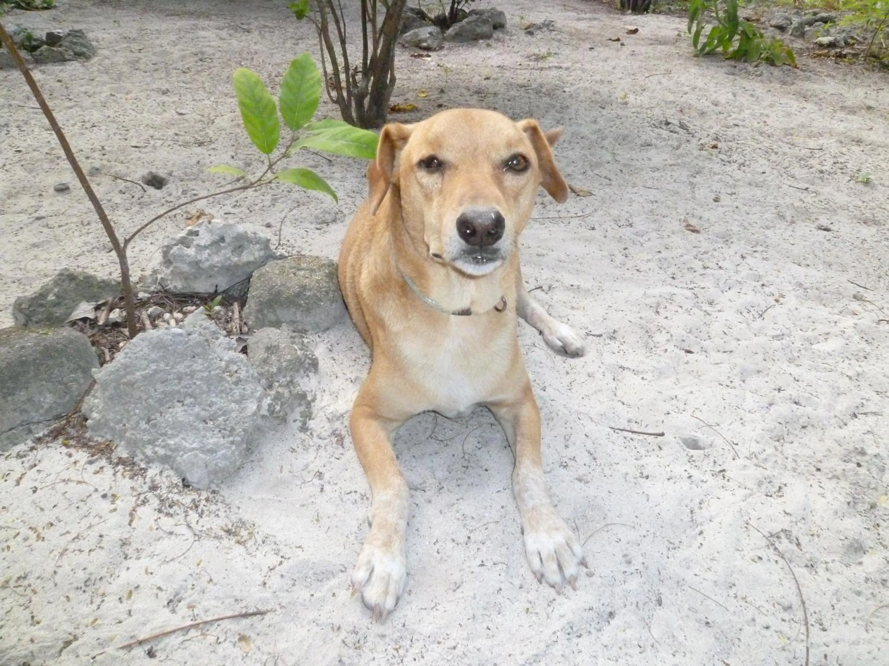 Guests in Paradise Beach Bungalows