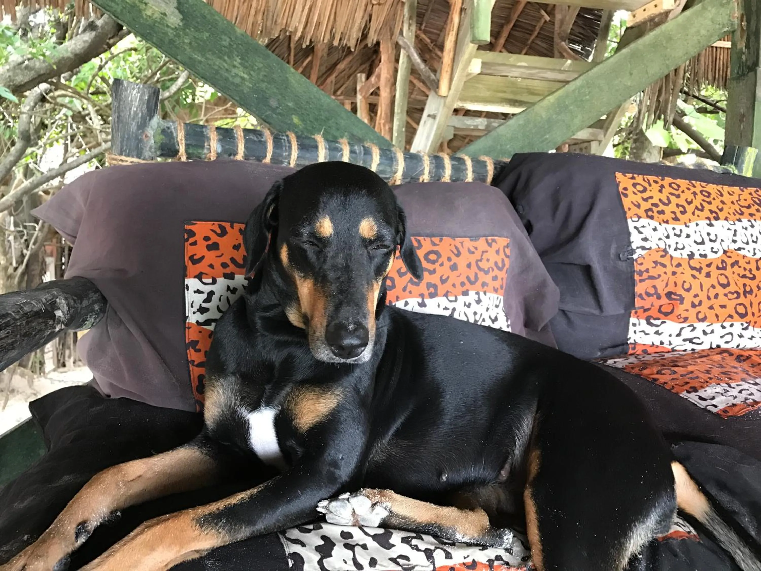 Pets in Paradise Beach Bungalows