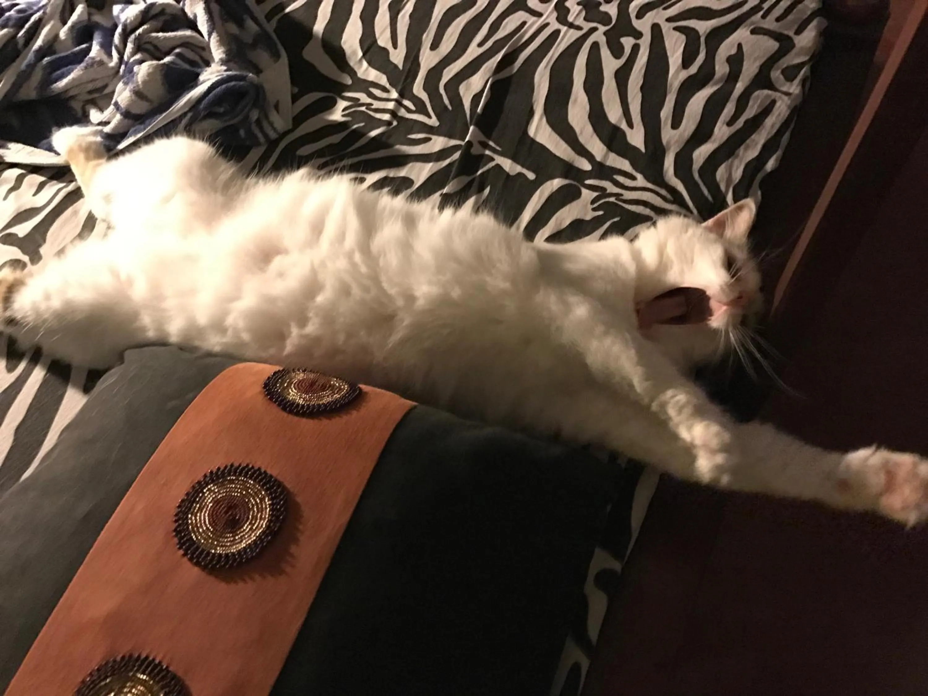 Pets in Paradise Beach Bungalows