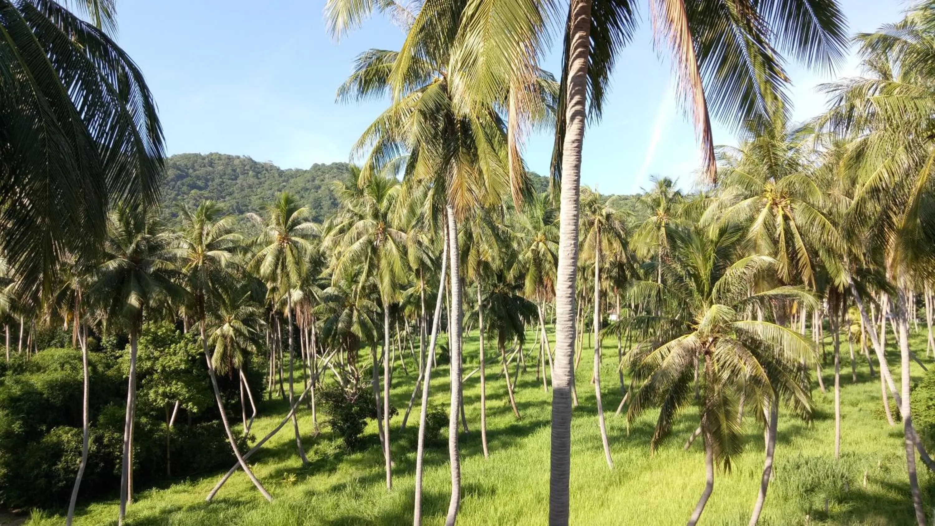 Natural landscape in Good Dream Hotel (Khun Ying House)
