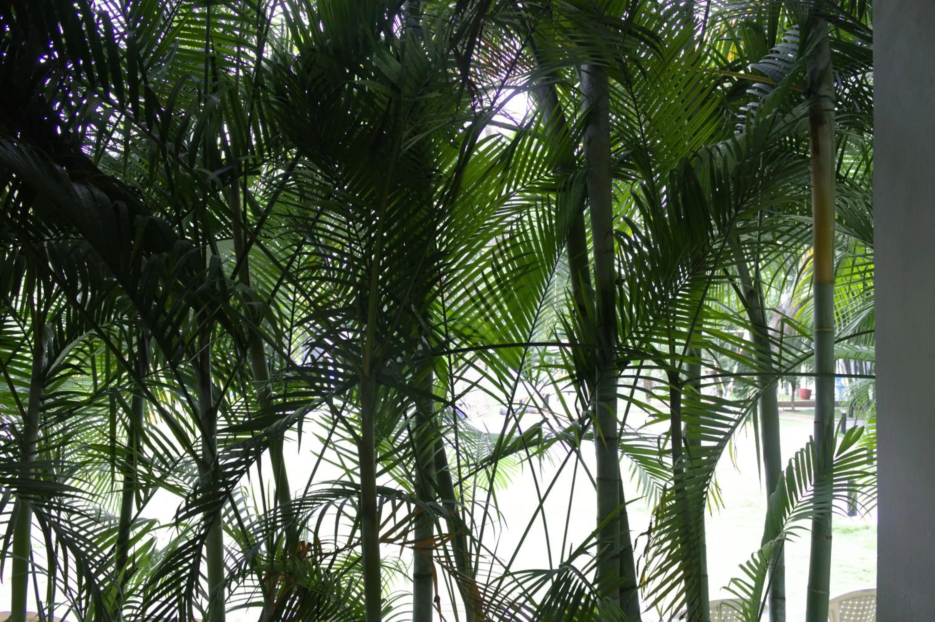 Garden in Mrugavani Resort & Spa