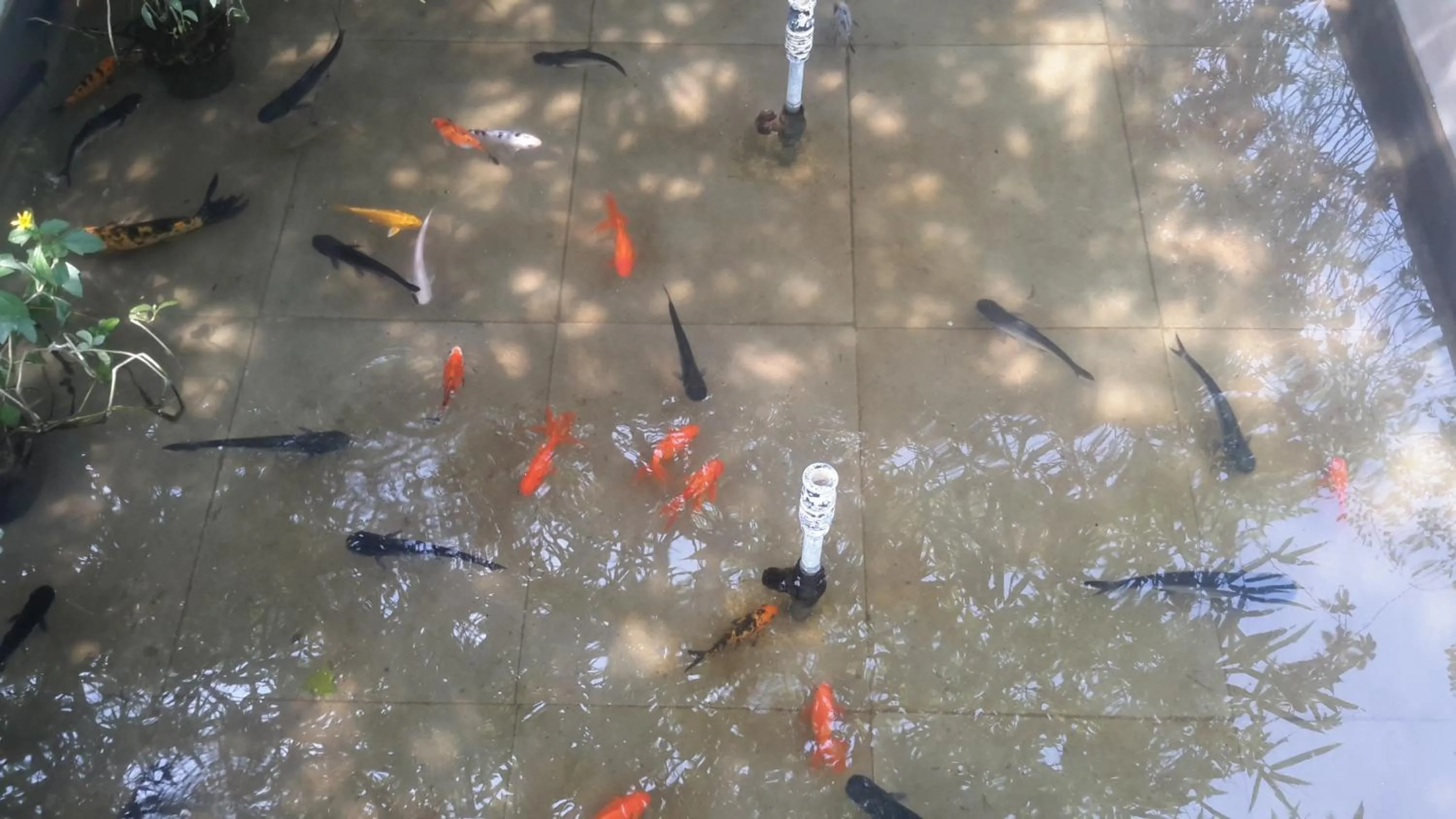 Animals in Mrugavani Resort & Spa