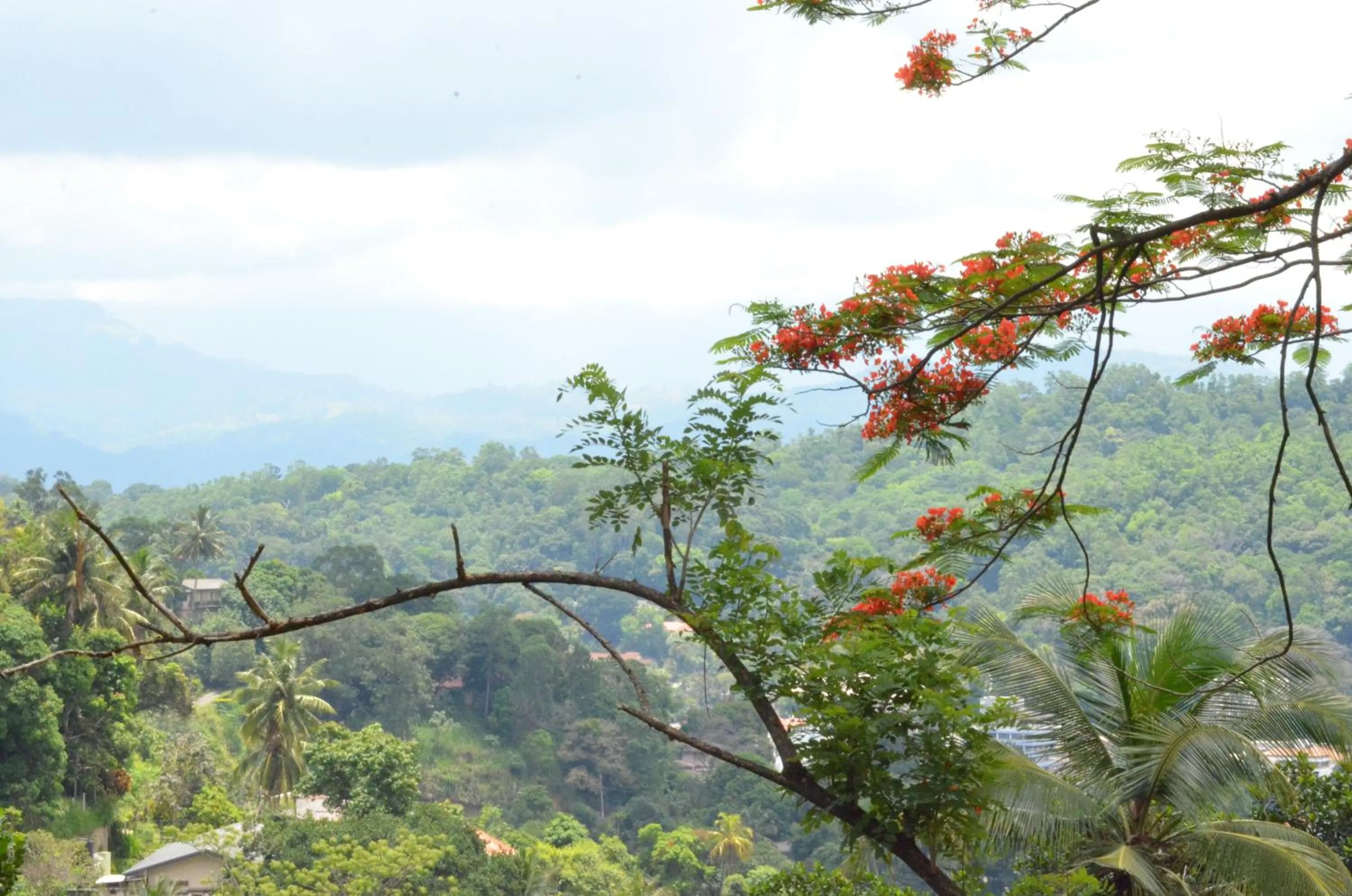 Natural landscape in The Buena Vista Kandy