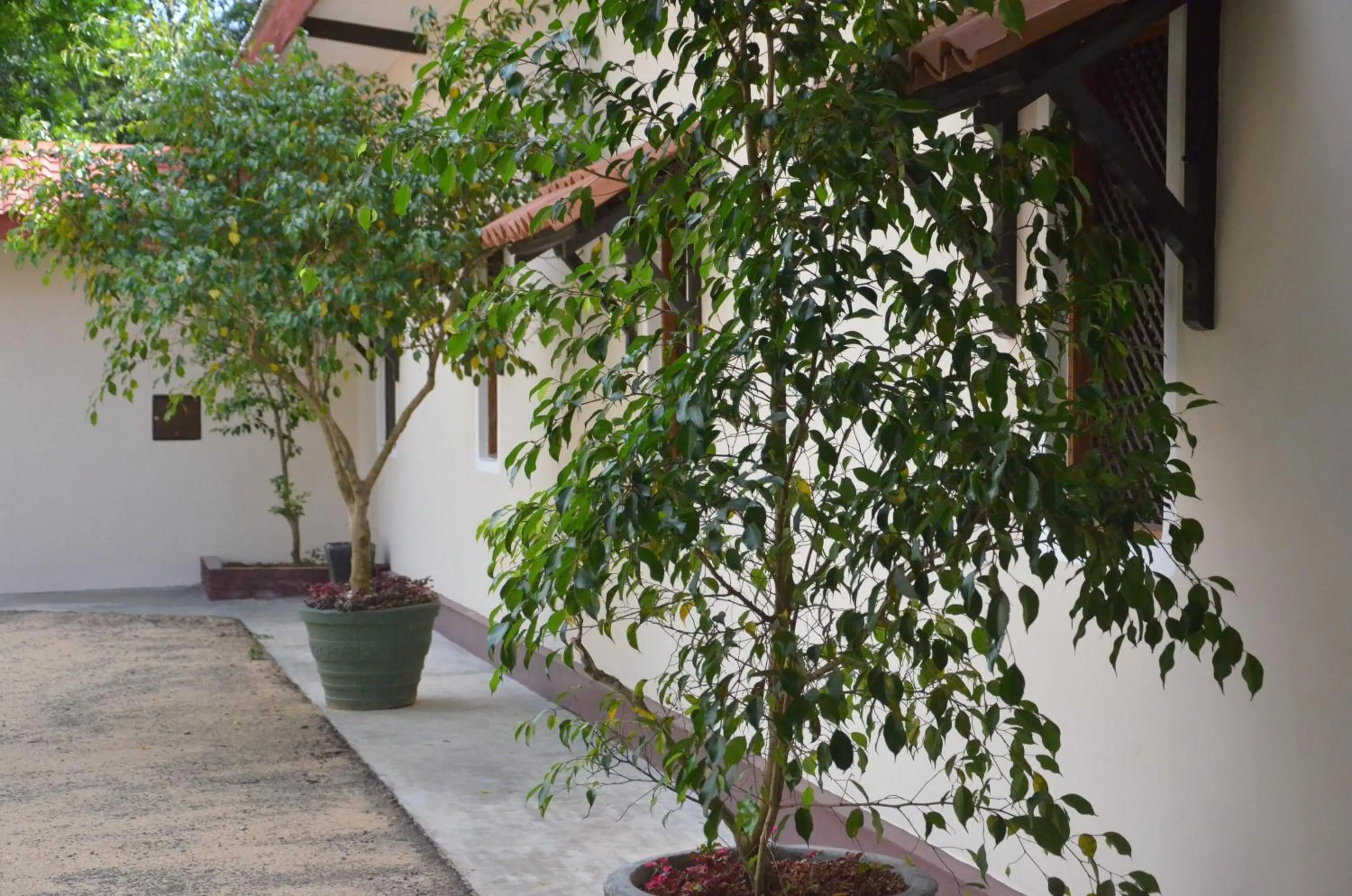 Patio in The Buena Vista Kandy