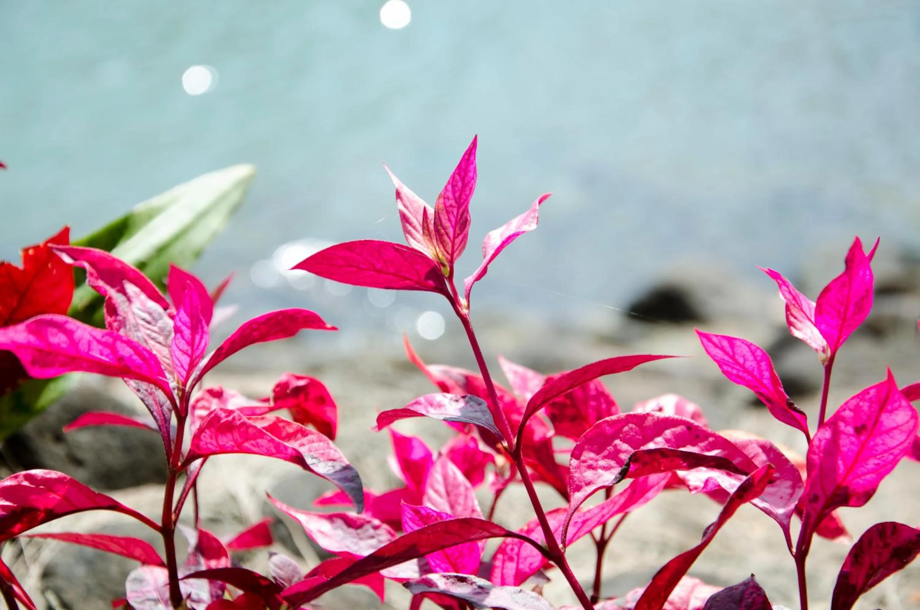 Garden view in Ta-Lay Time KohMak