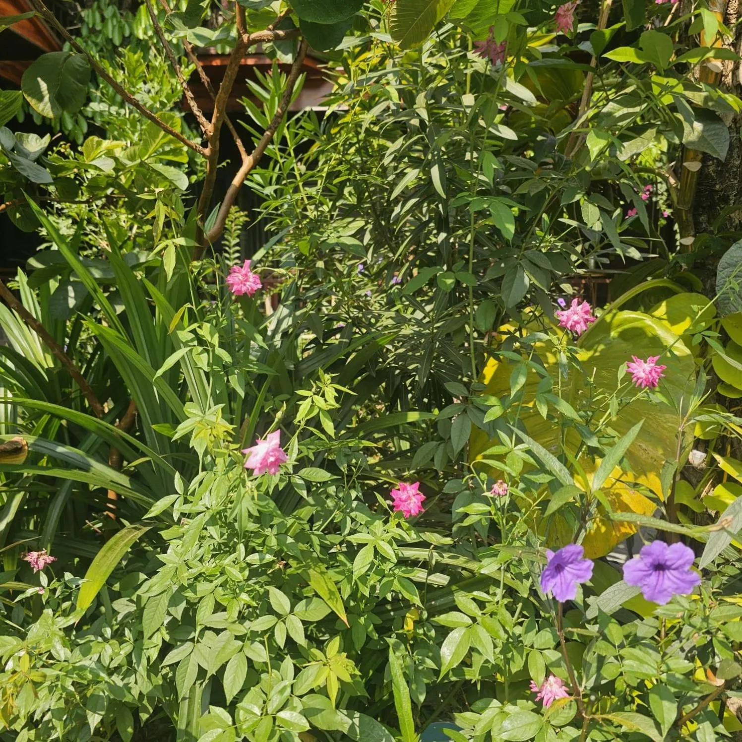 Garden in Champa Phan Boutique Hotel