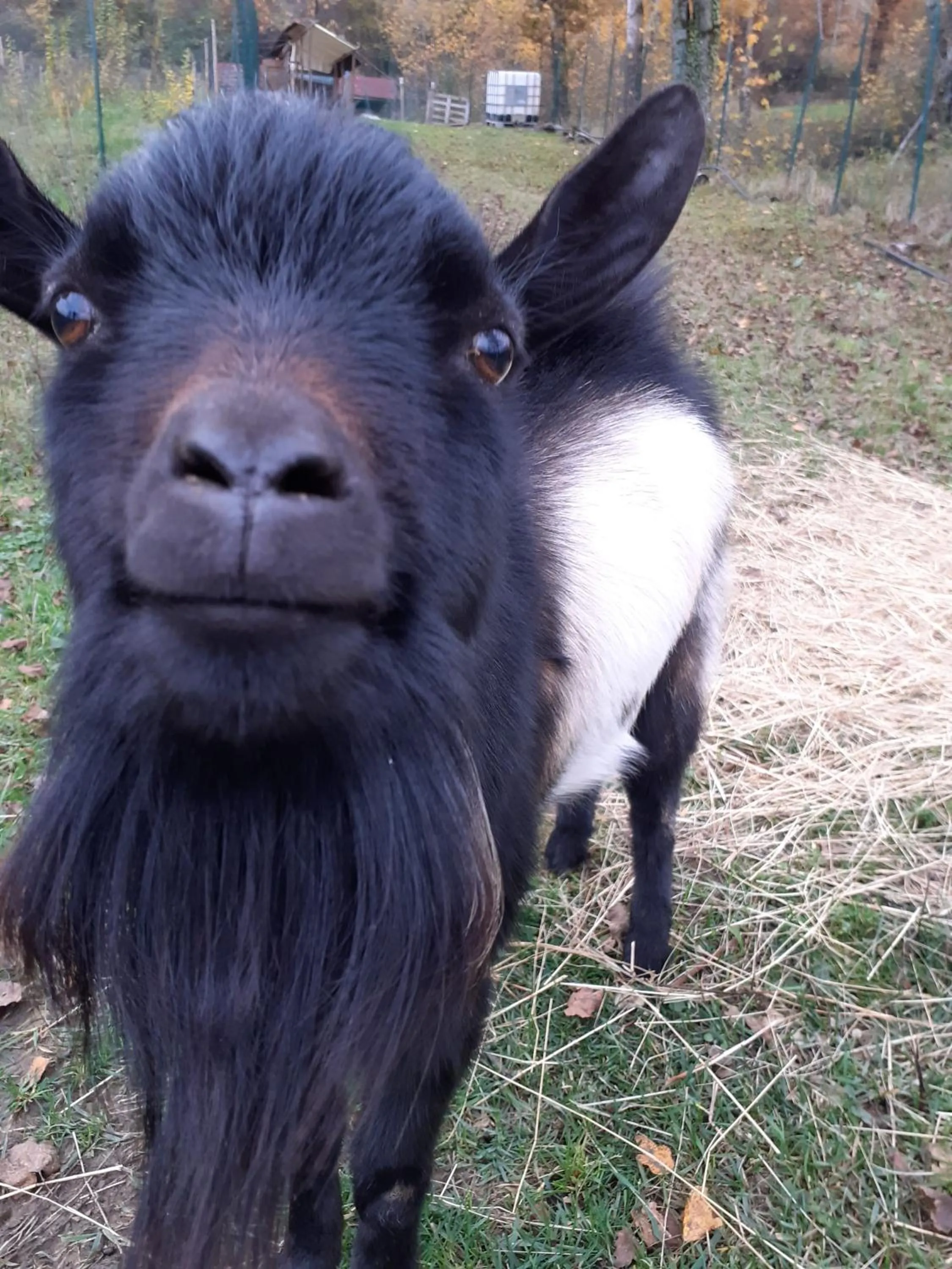 Animals in Cà Gennara Agri B&B