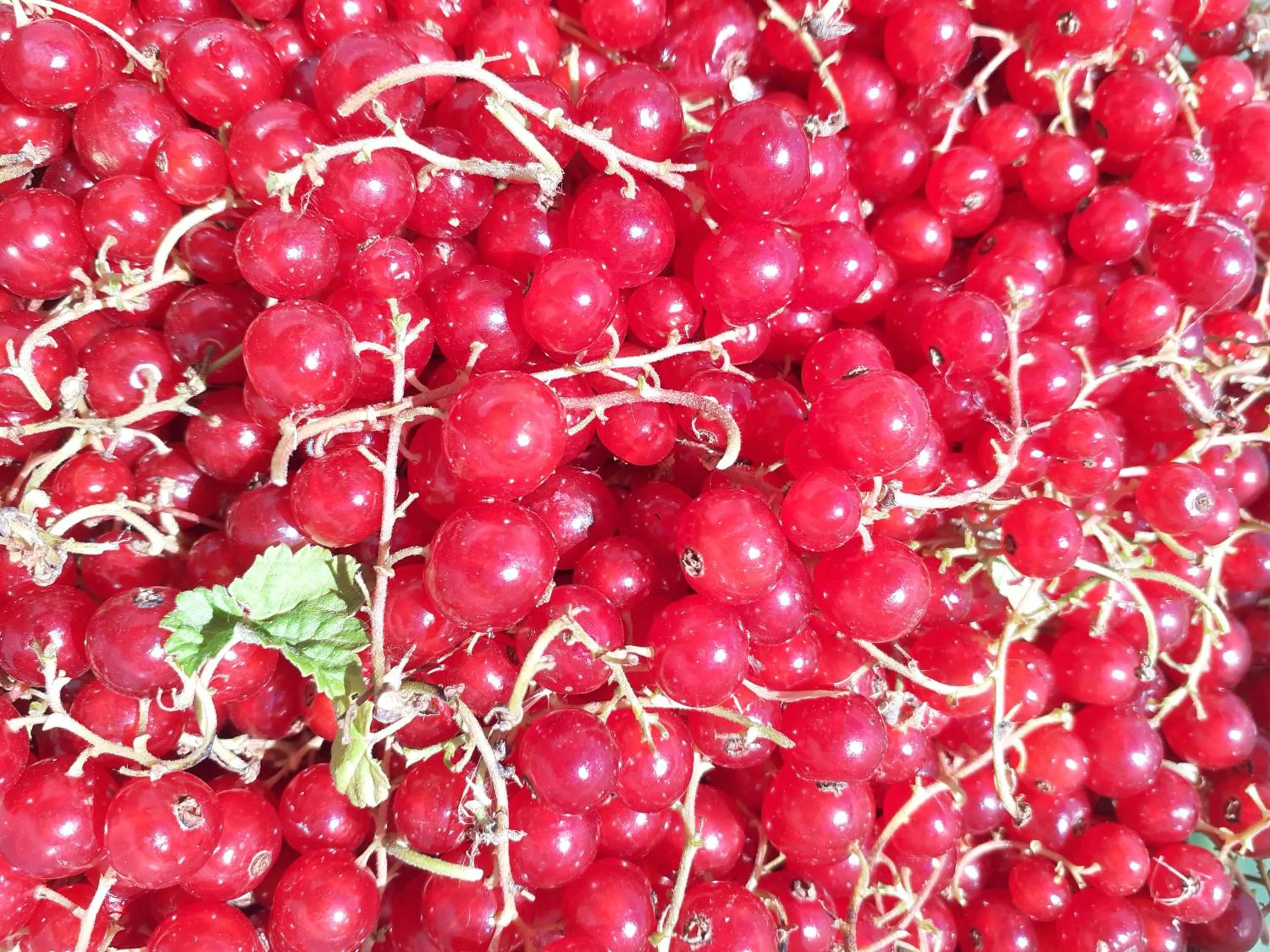 Entertainment in Cà Gennara Agri B&B