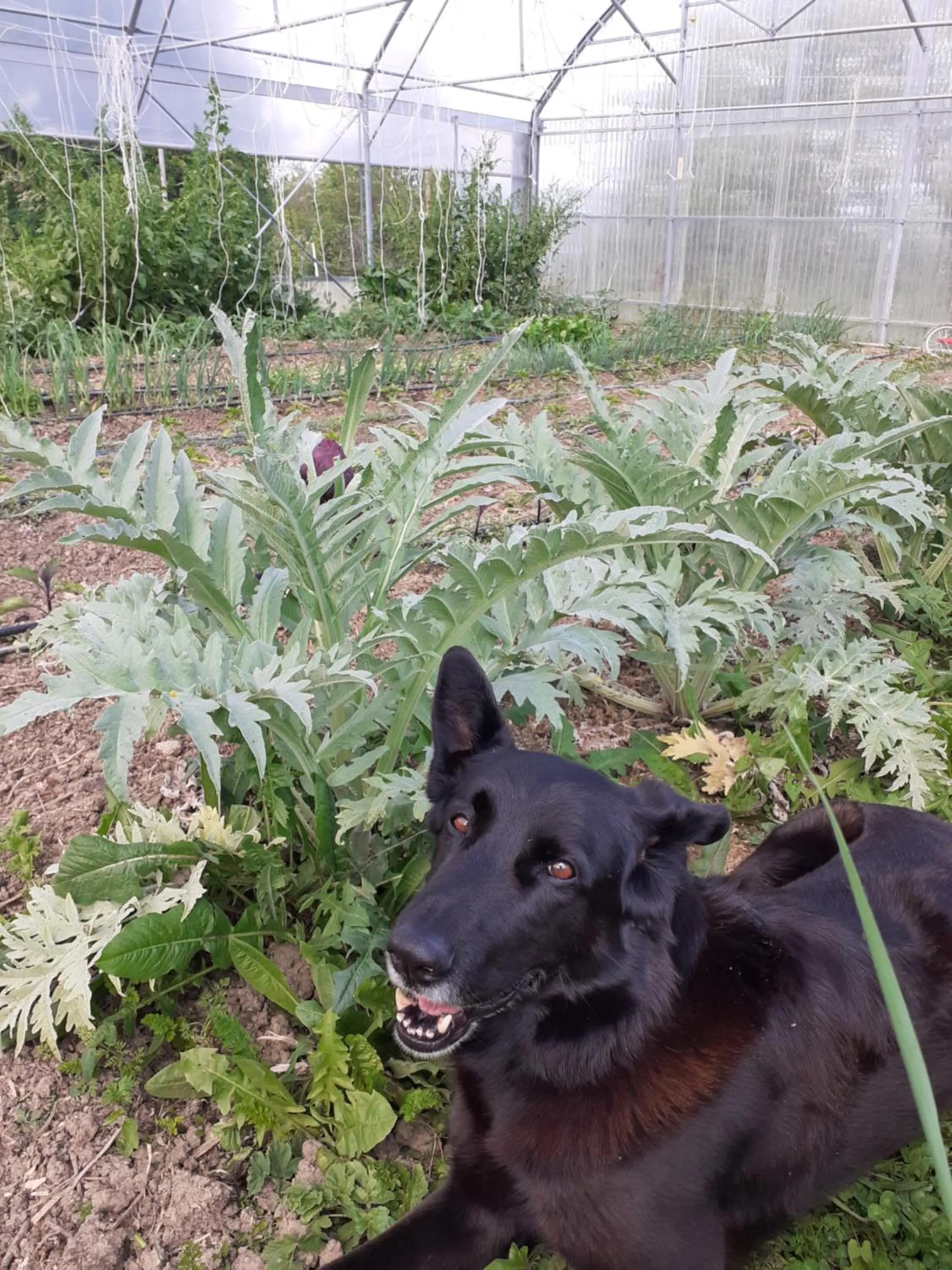 Garden in Cà Gennara Agri B&B