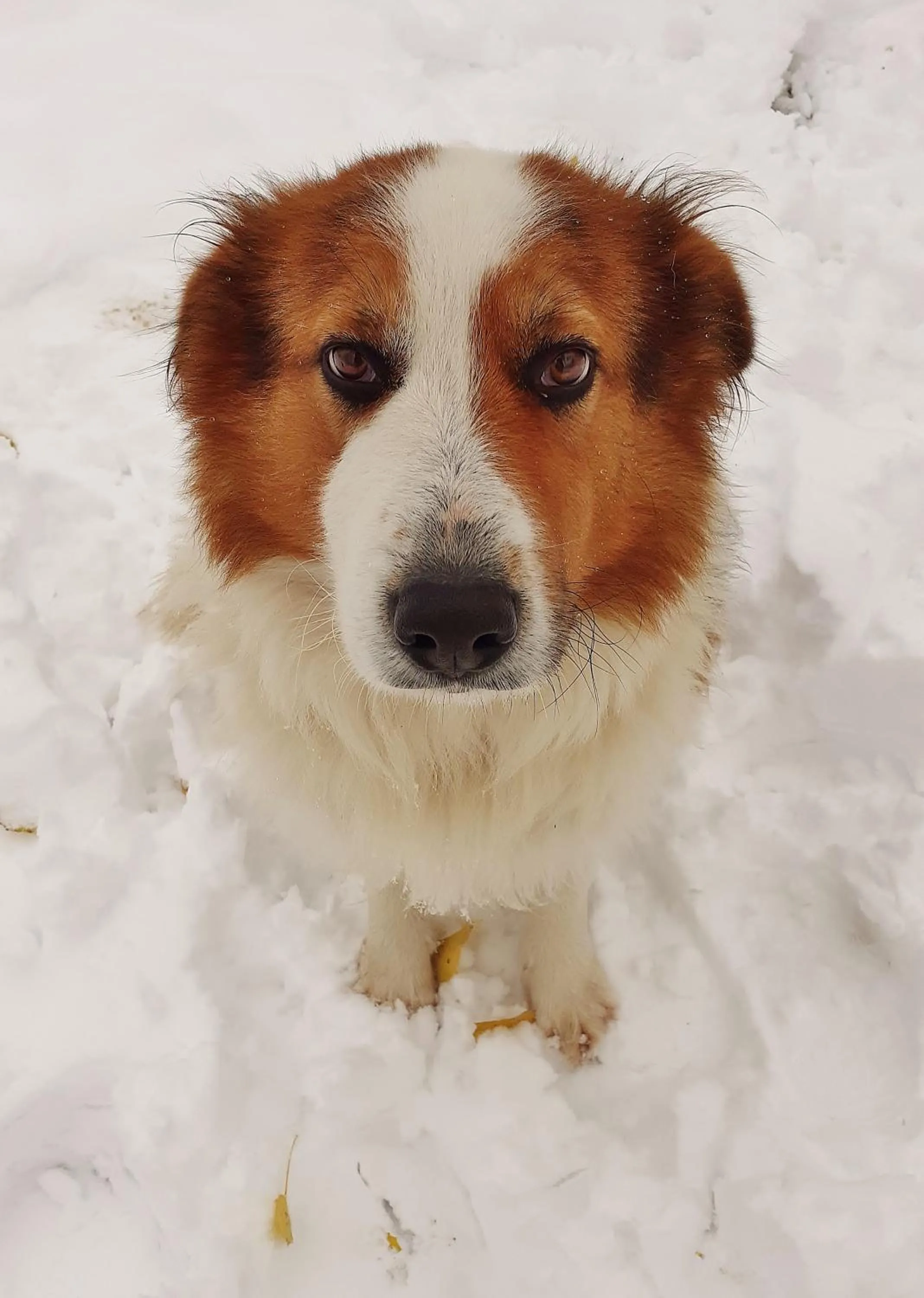 Pets in Cà Gennara Agri B&B