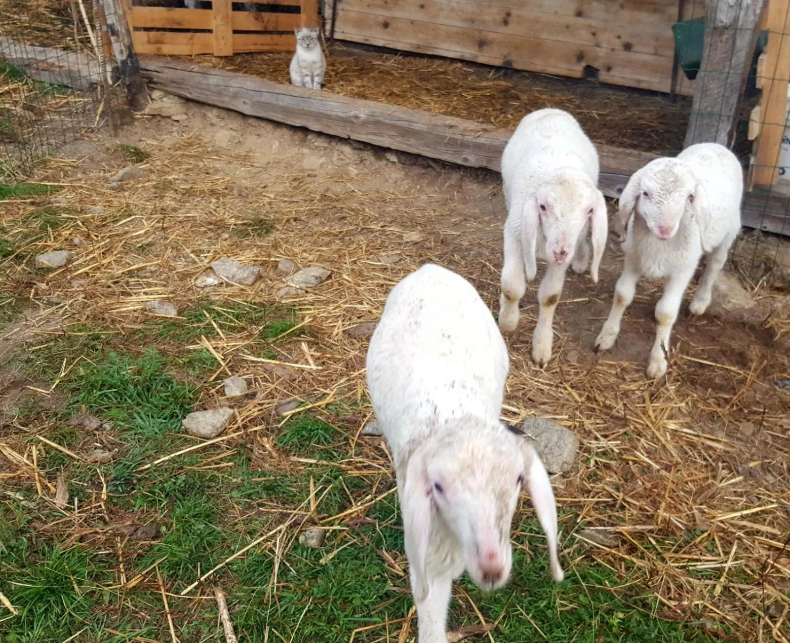 Day in Agriturismo Fattoria Dalcastagnè