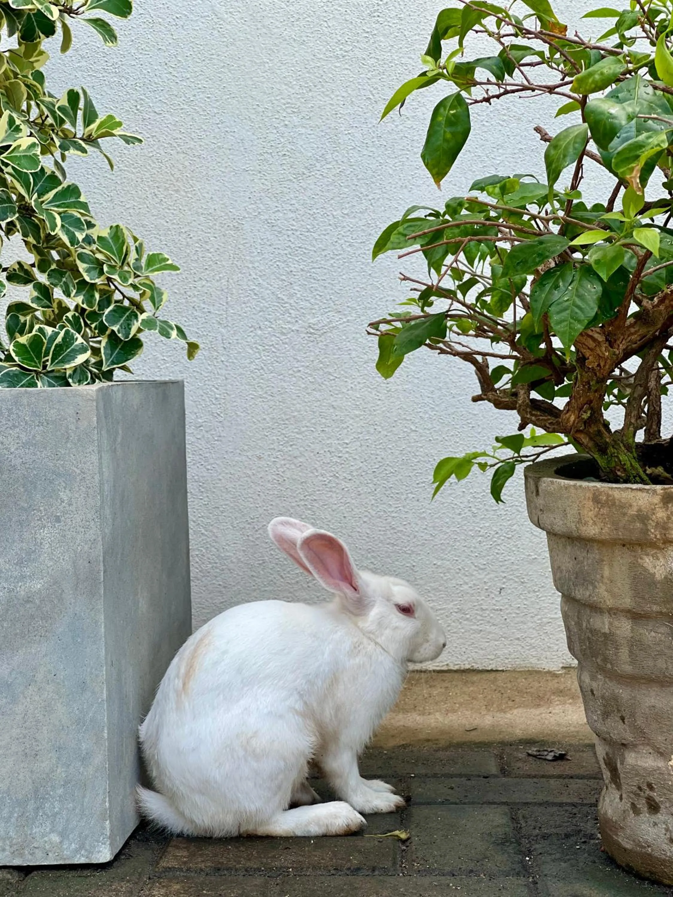 Pets in Olanro Hotel Negombo