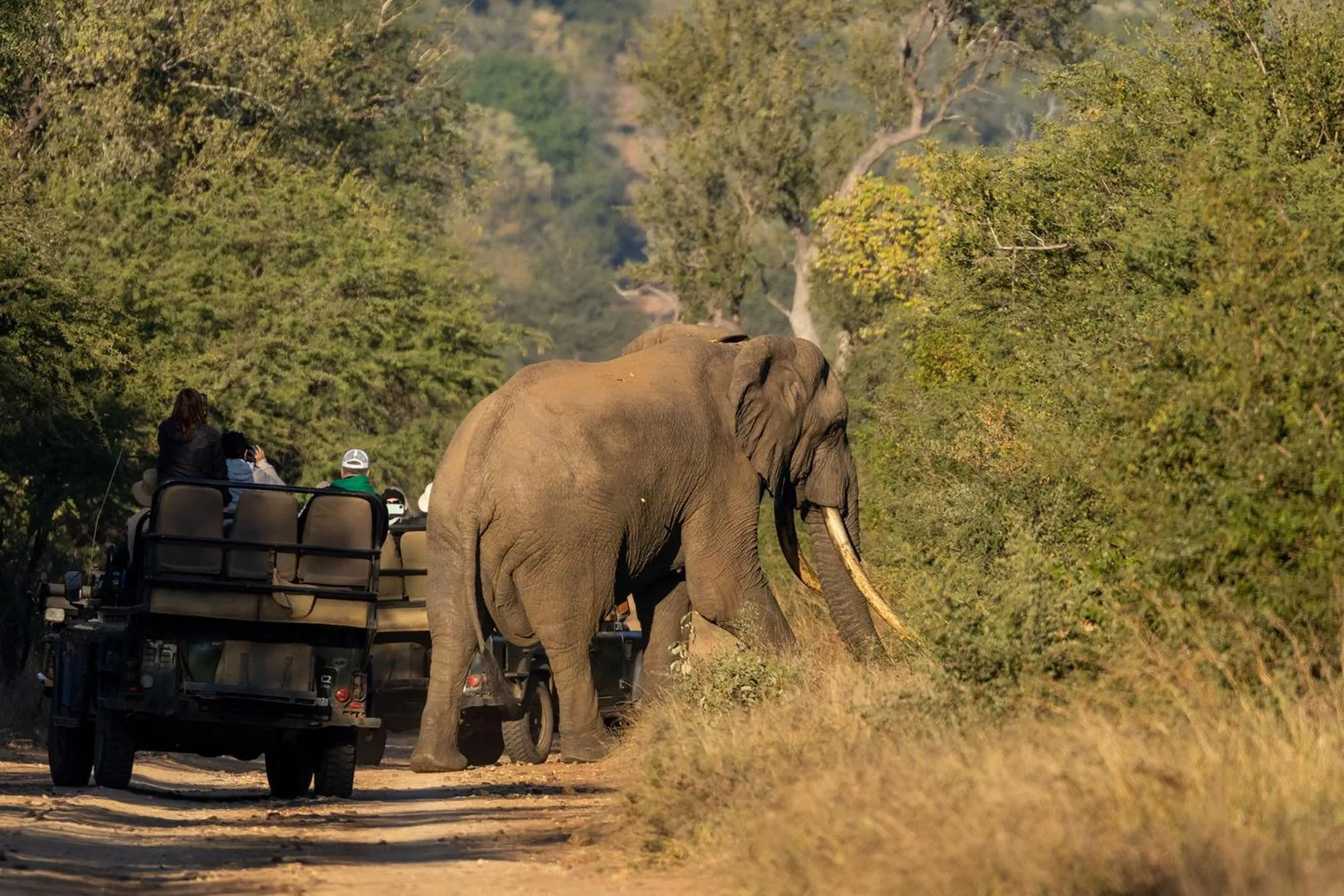 Animals in Karongwe - Kuname Safari Lodge