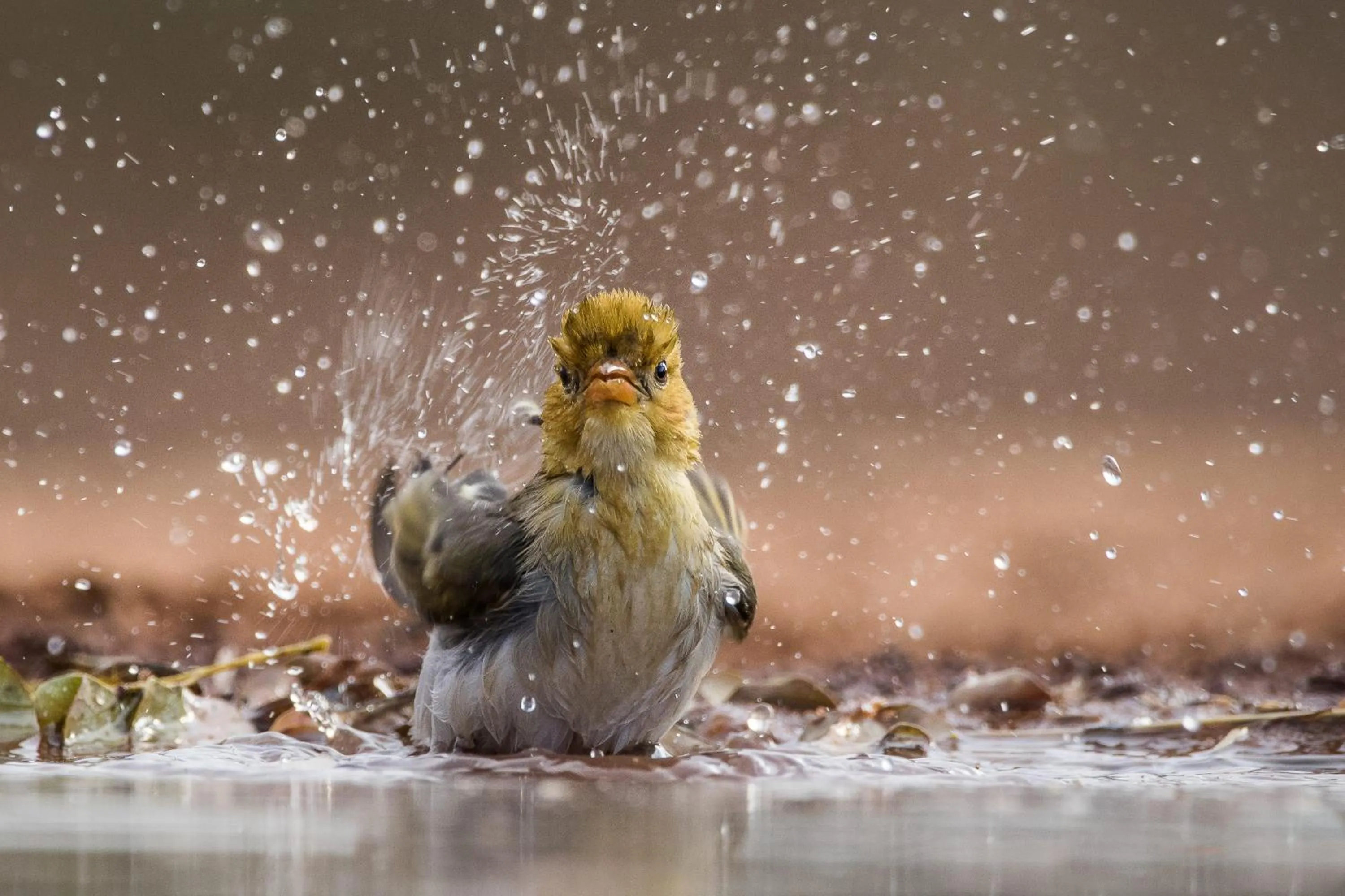 Animals in Karongwe - Kuname Safari Lodge