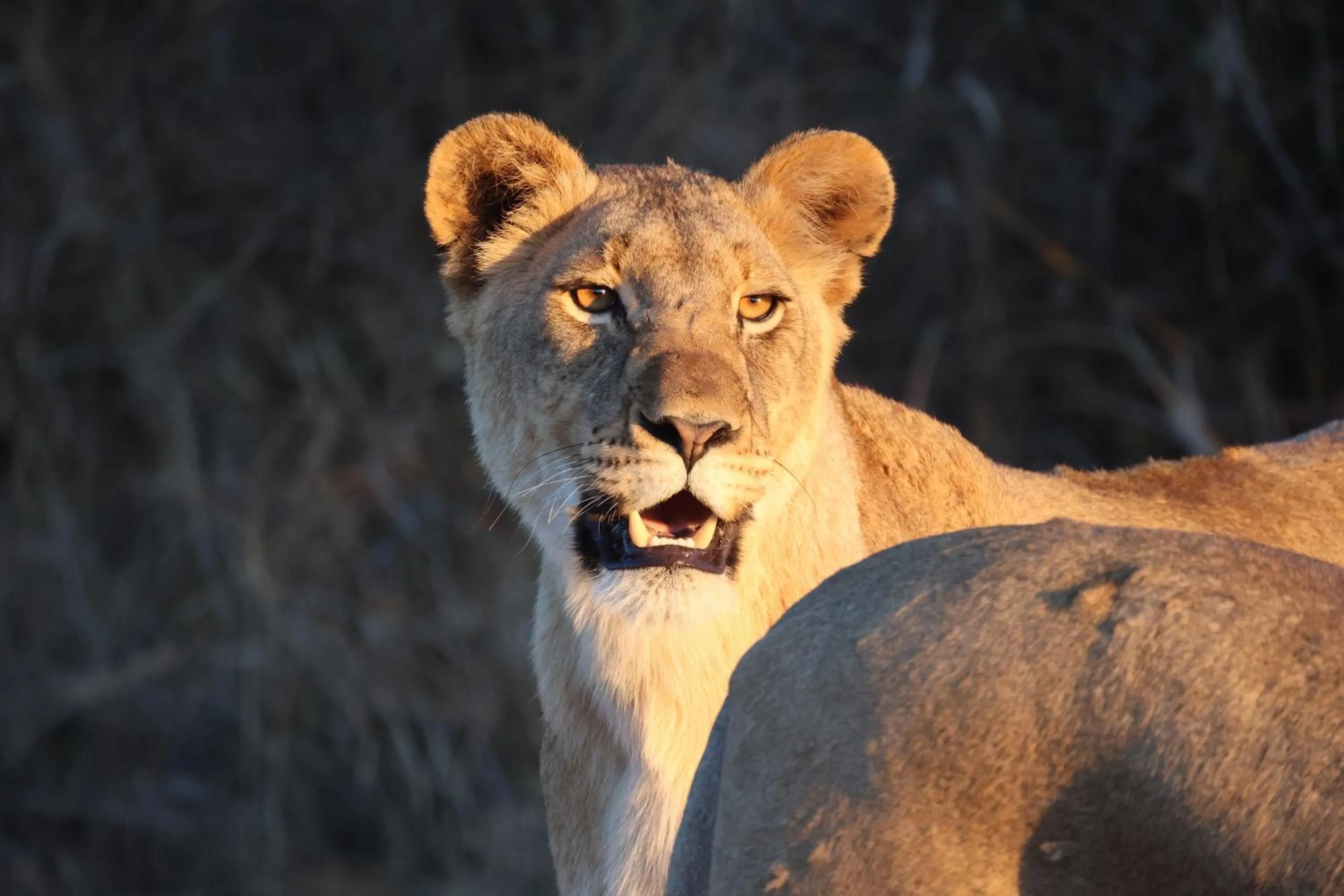 Animals in Karongwe - Kuname Safari Lodge