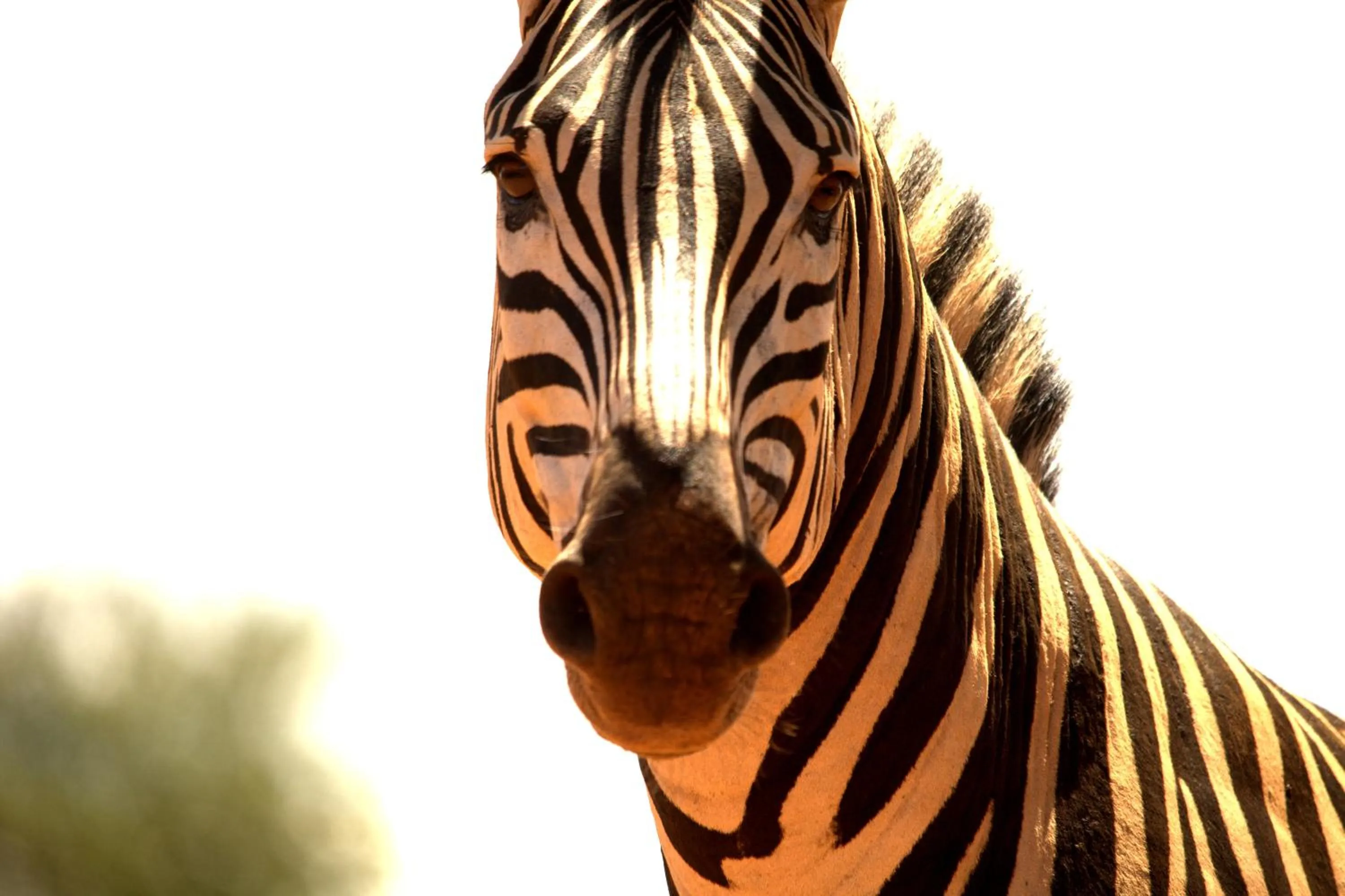 Animals in Karongwe - Kuname Safari Lodge