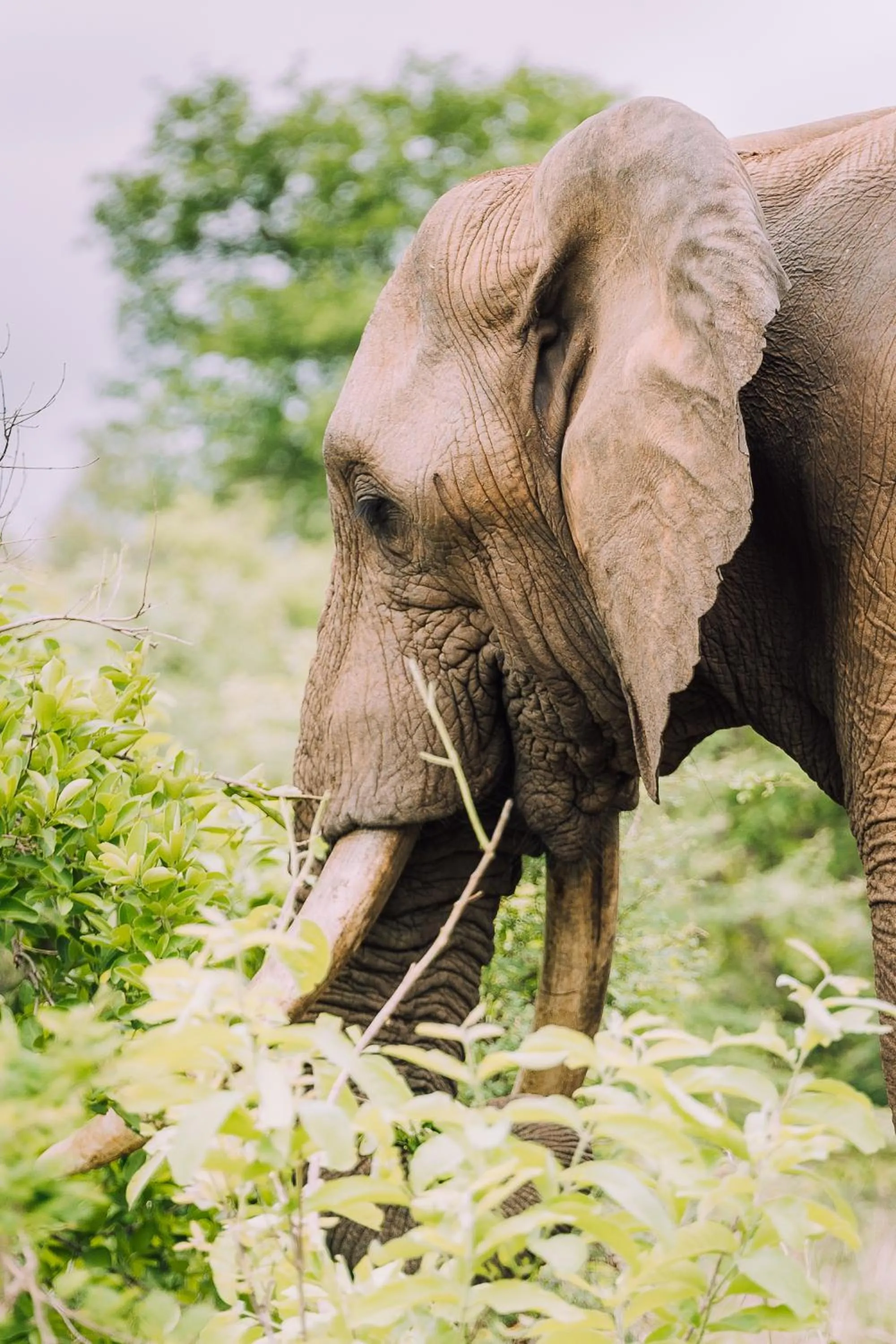 Animals in Karongwe - Kuname Safari Lodge