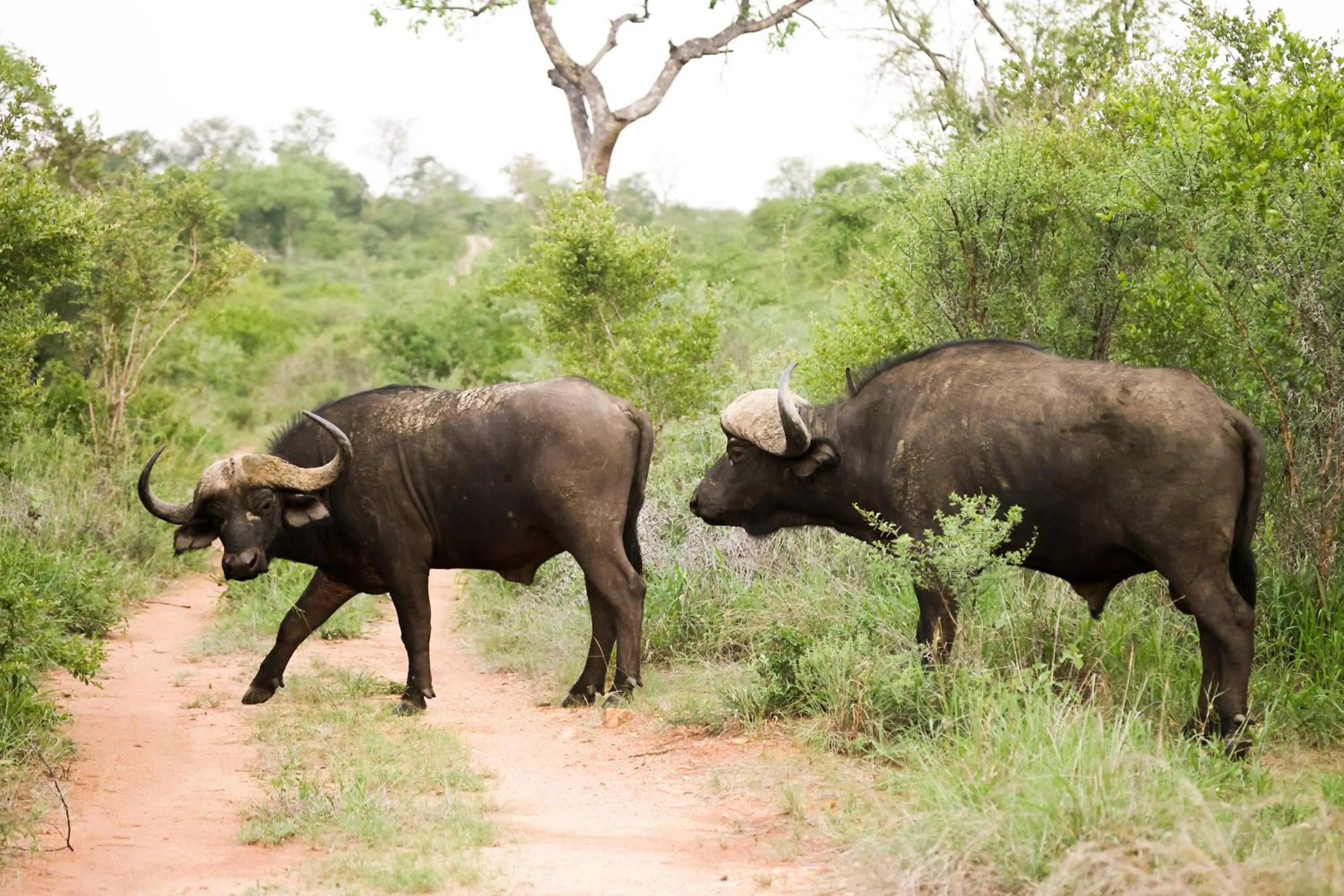 Day in Karongwe - Kuname Safari Lodge