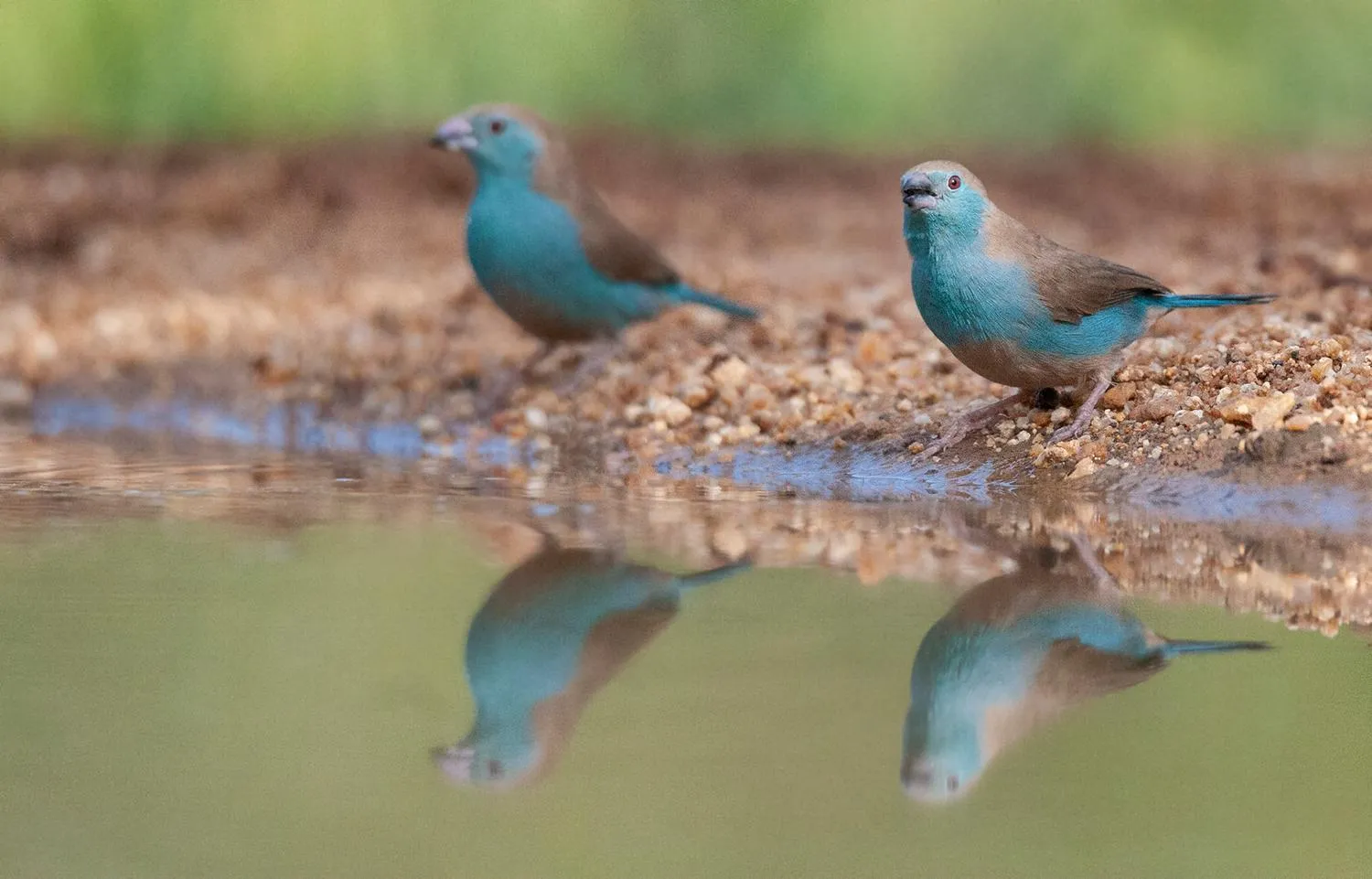 Animals in Karongwe - Kuname Safari Lodge