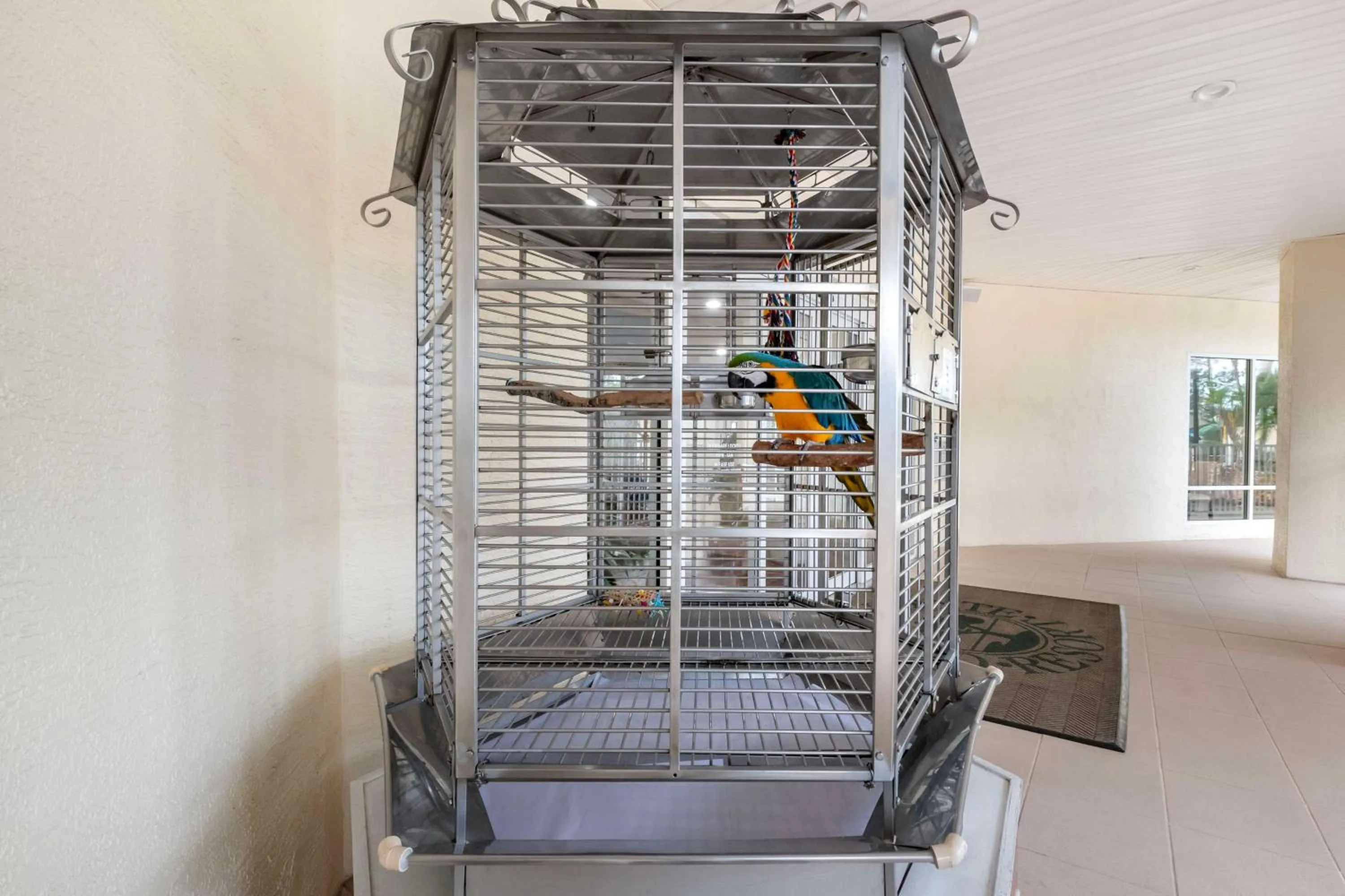 Animals in Hilton Vacation Club Cypress Pointe Orlando