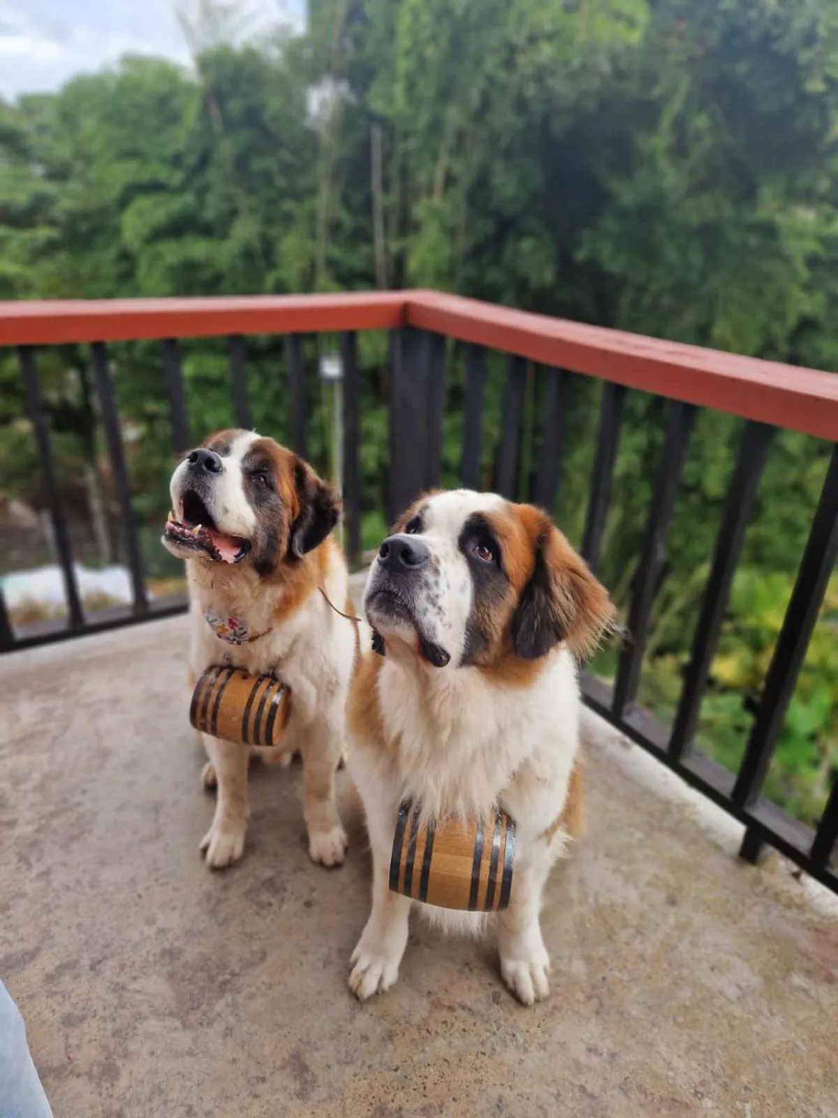 Pets in Coffee Tree Boutique Hostel